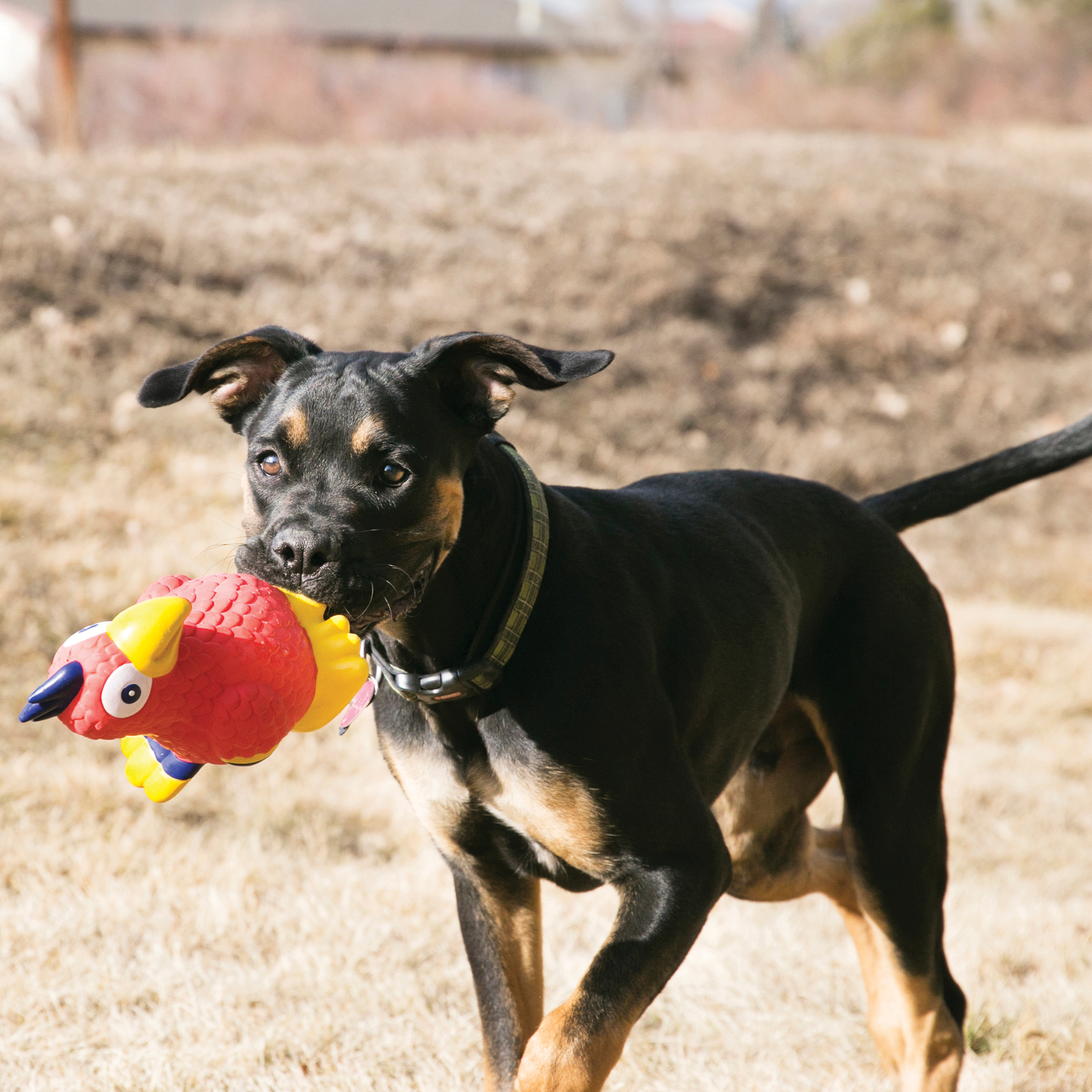 Kong cow hotsell dog toy