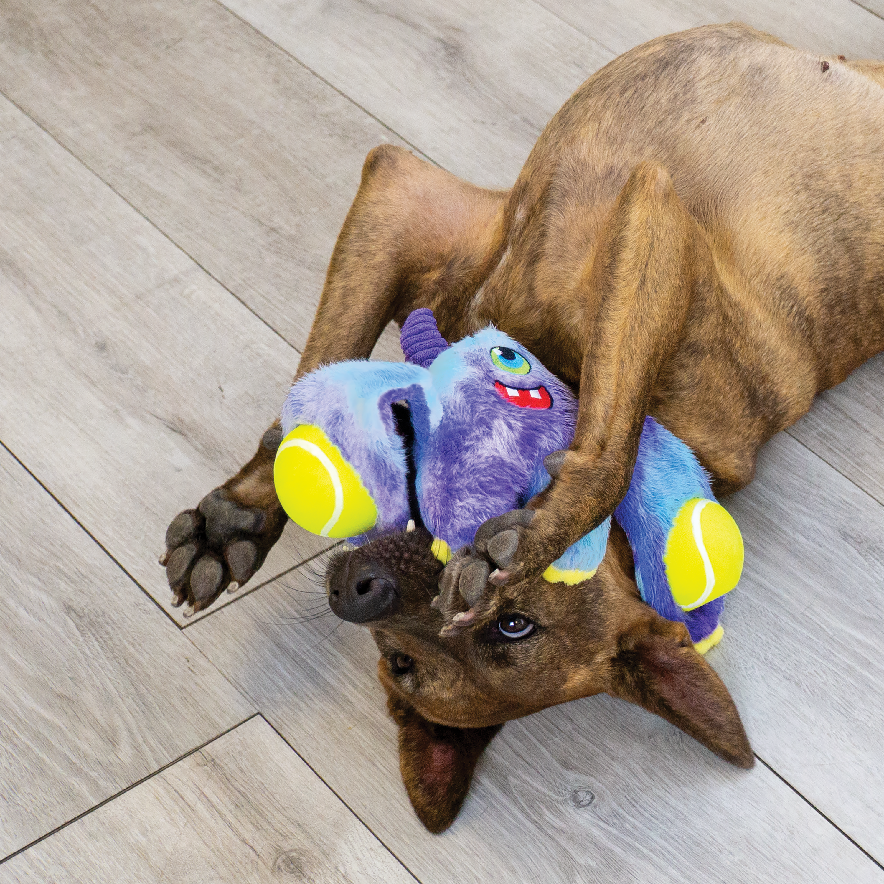 KONG Woozles Monster Assorted Dog Toy KONG Woozles Monster Assorted Dog Toy