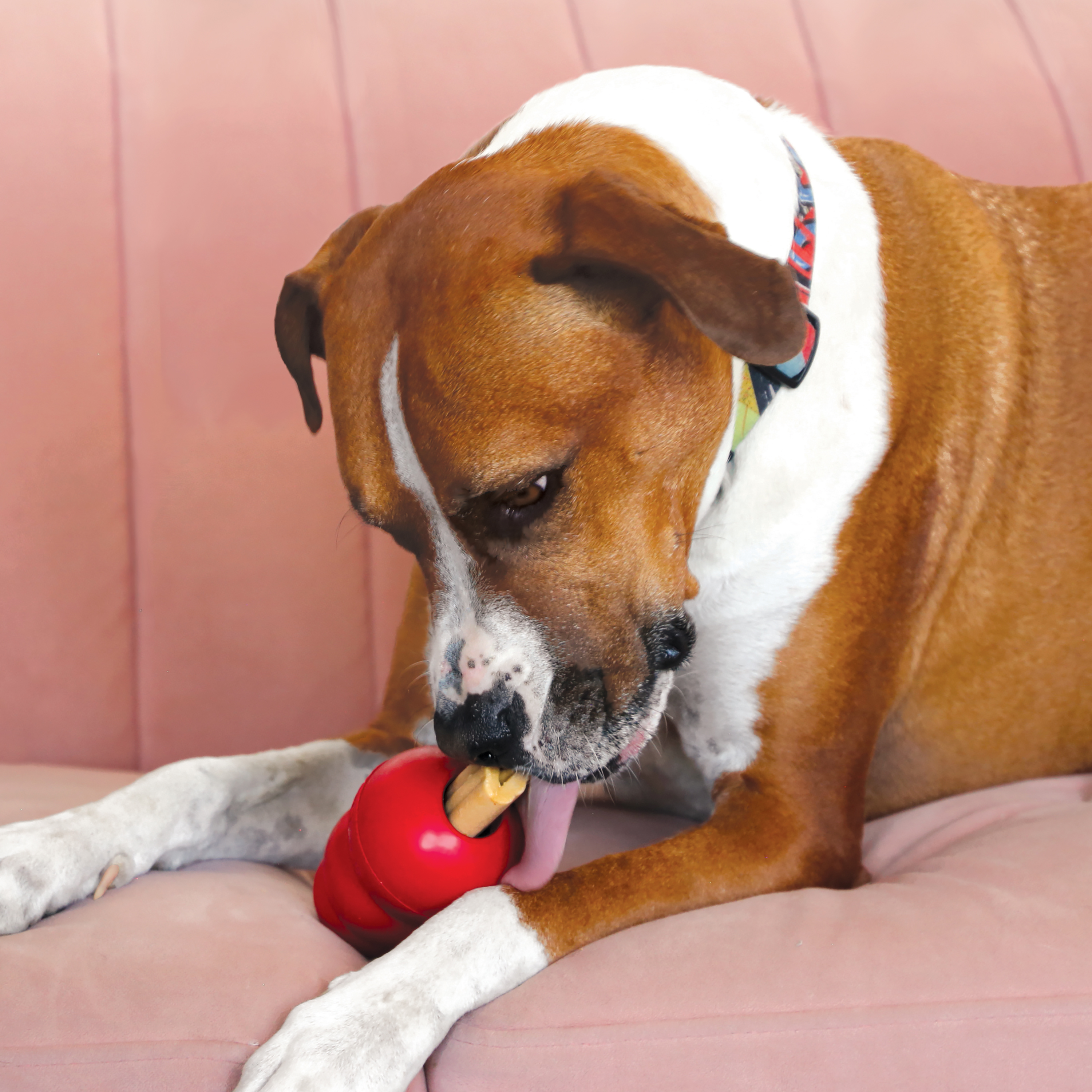 Kong chicken outlet dog toy