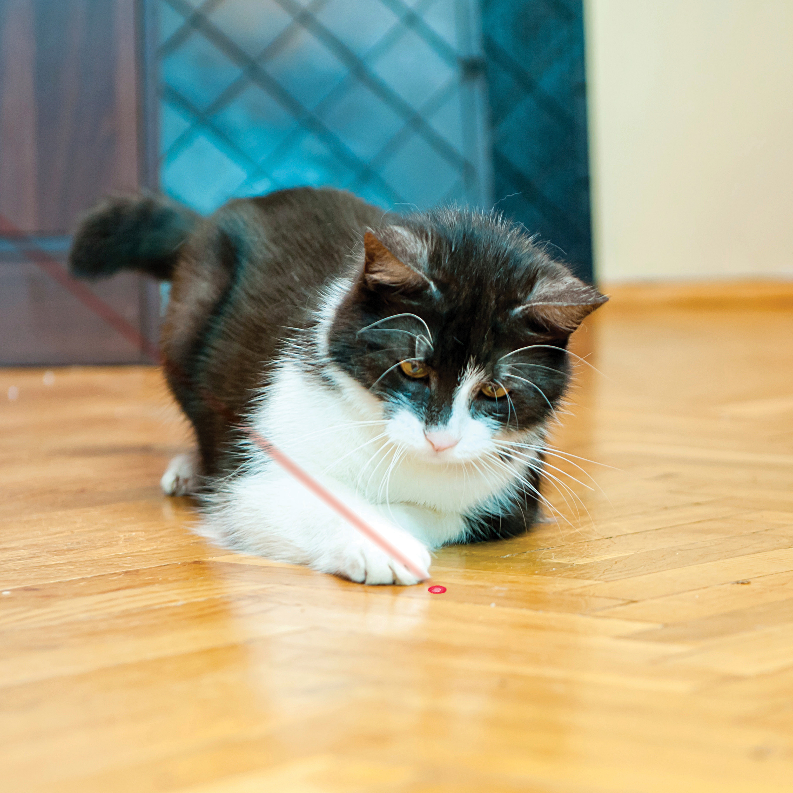 Laser Pointer lifestyle product image