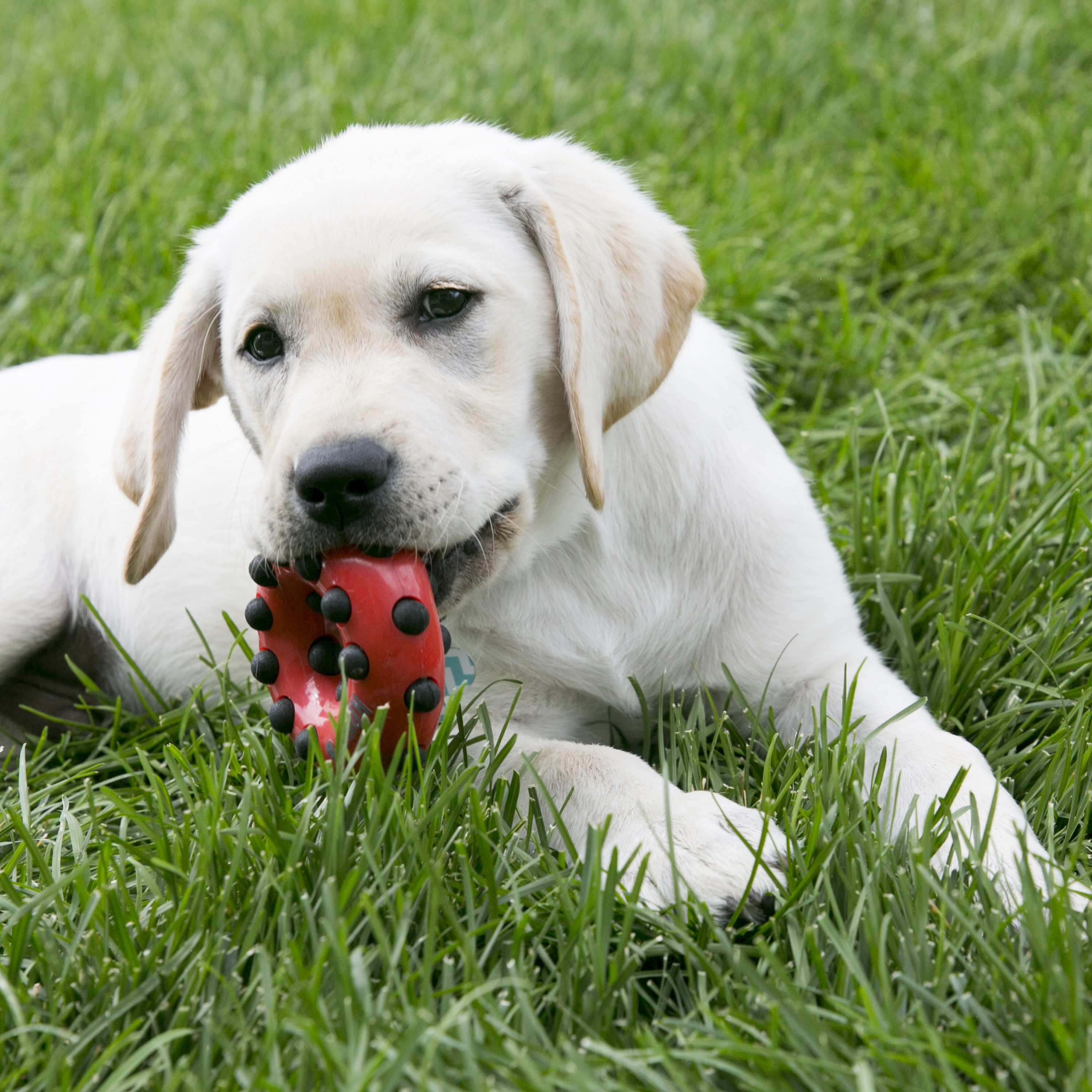 thumbnail image 2 of KONG Dotz Triangle Dog Toy | X-Small Chew Toy With Textured Surfaces 2 of 12