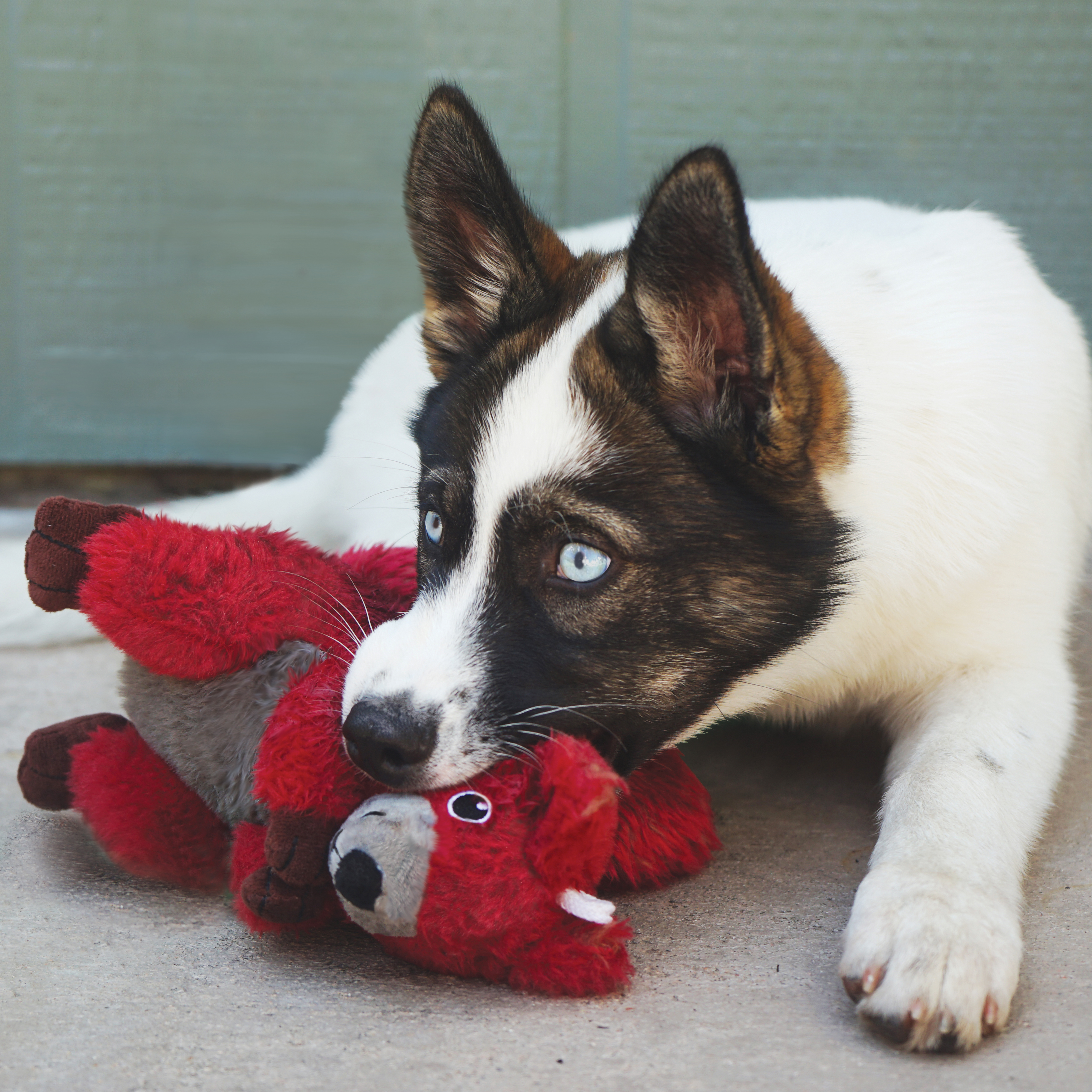 Kong squirrel outlet toy