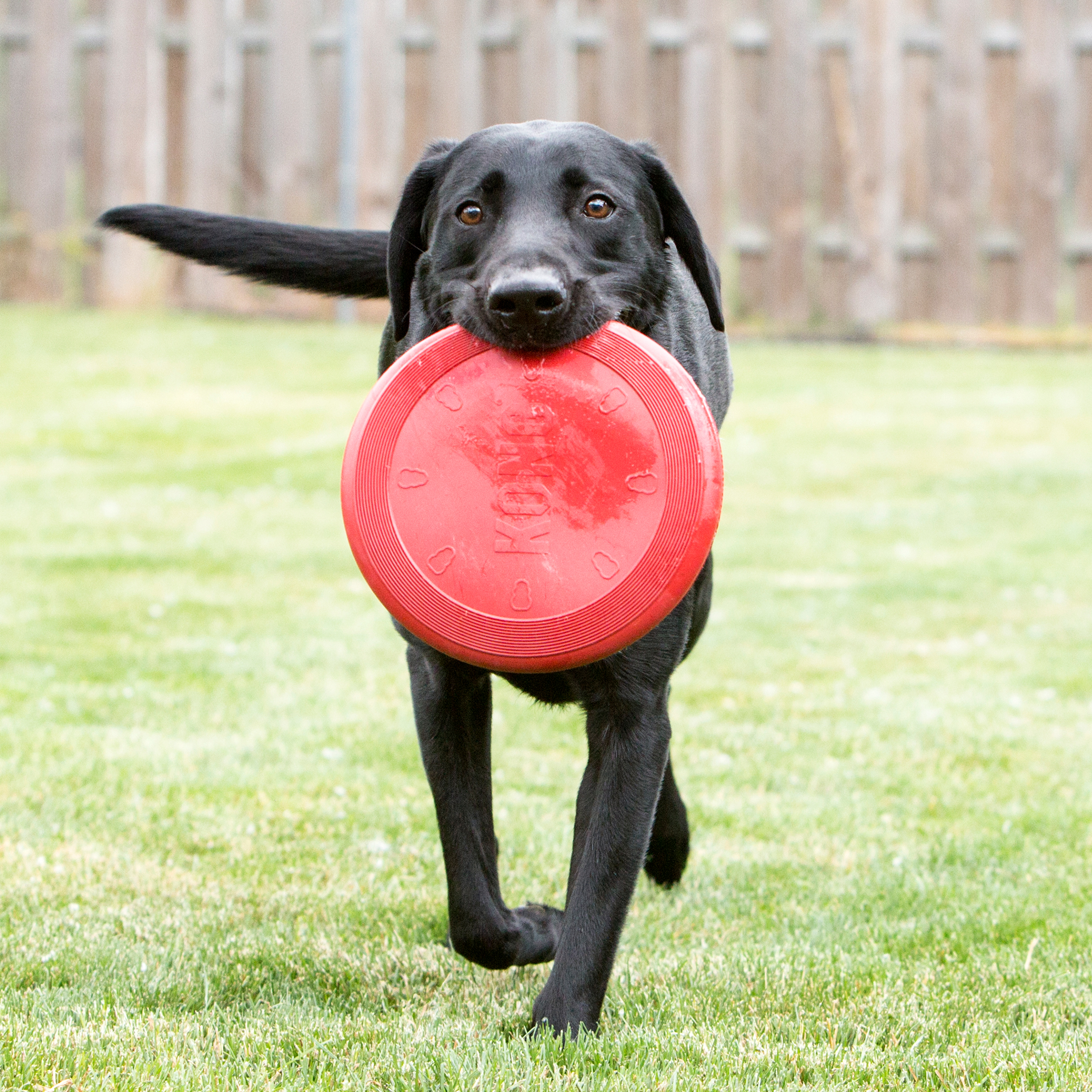 KONG Flyer Dog Toy