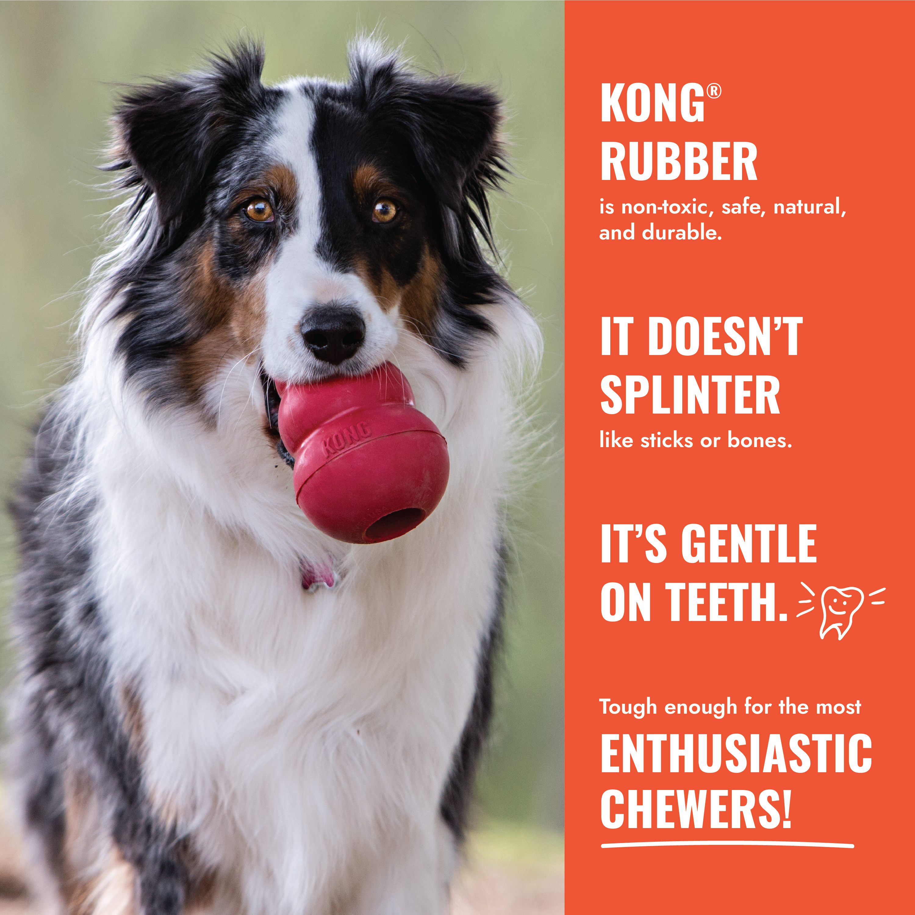 KONG Aqua educational2 product image
