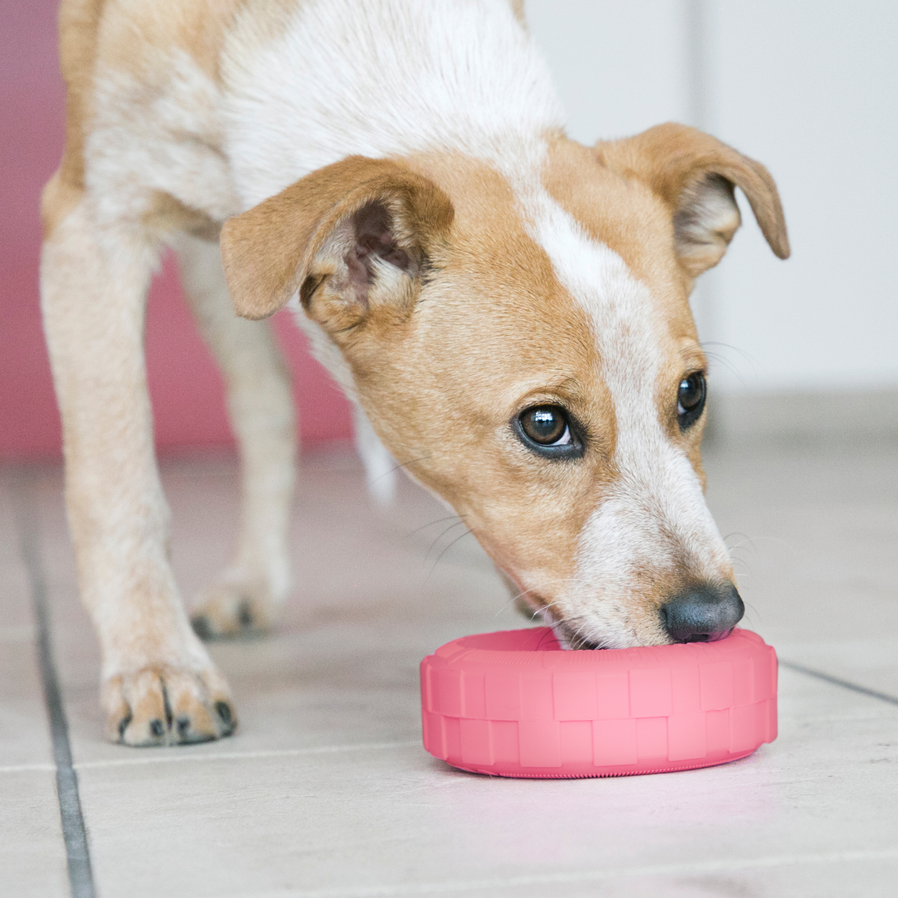 KONG Puppy Tires lifestyle product image