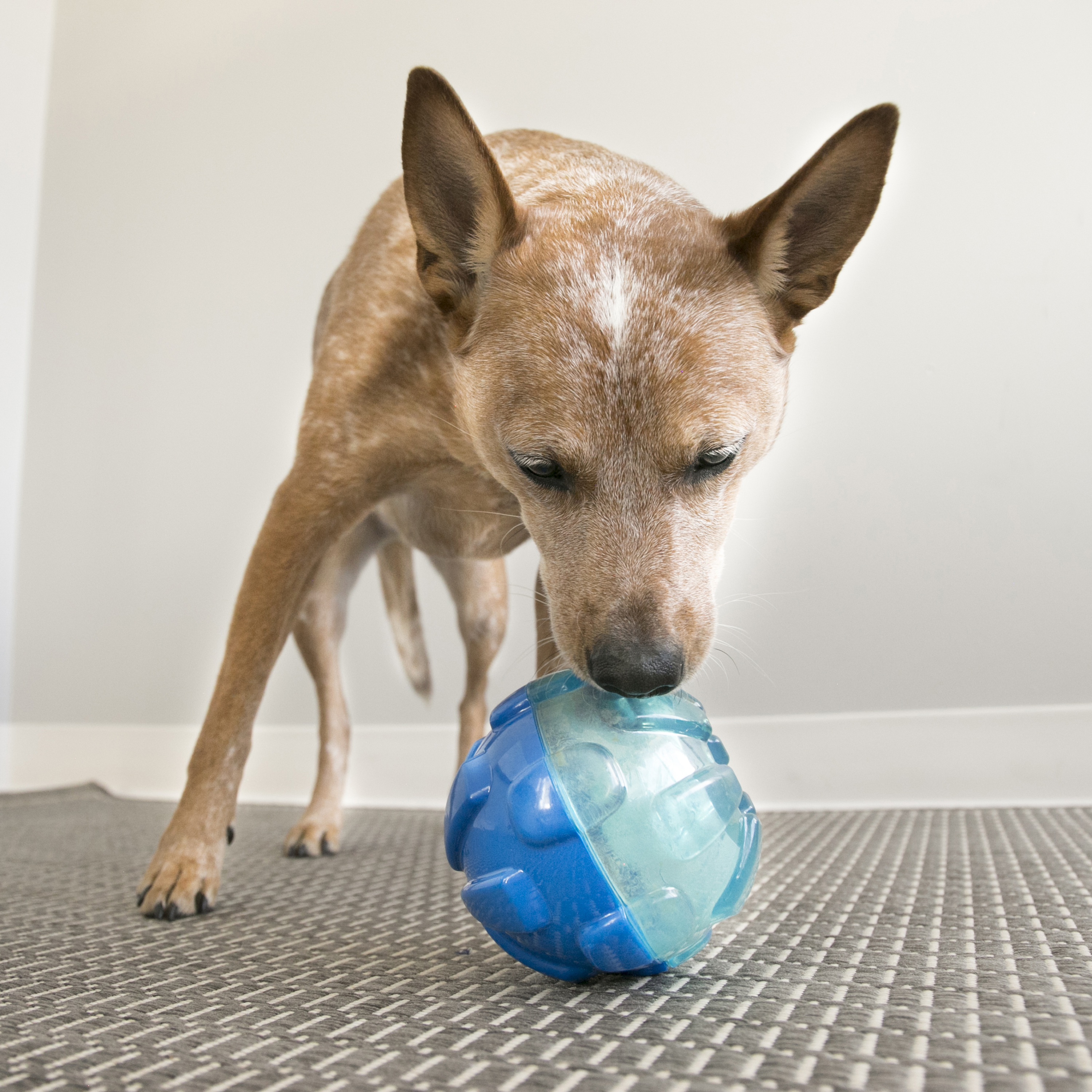 Kong ball for dogs hotsell