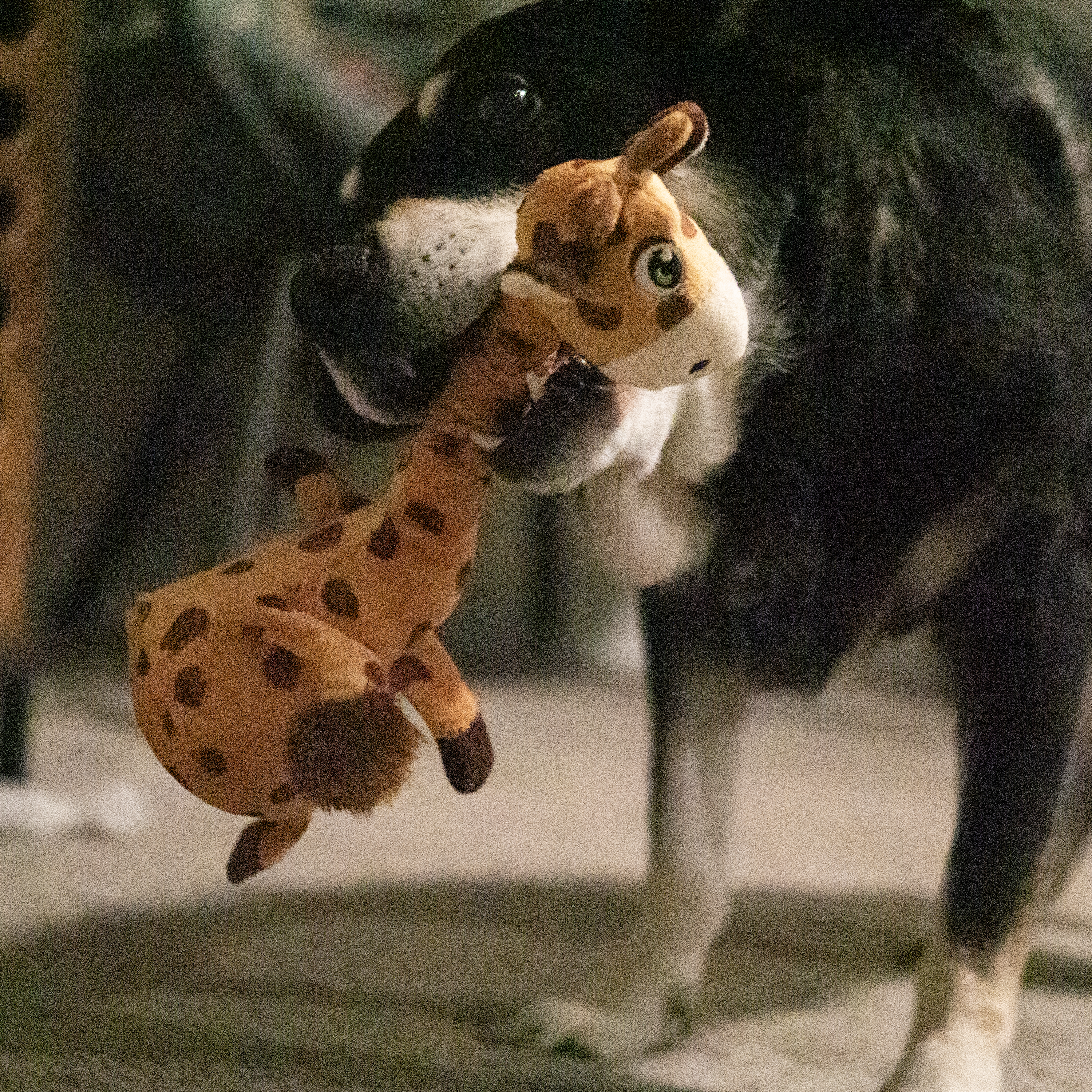 Shakers Bobz Giraffe lifestyle product image