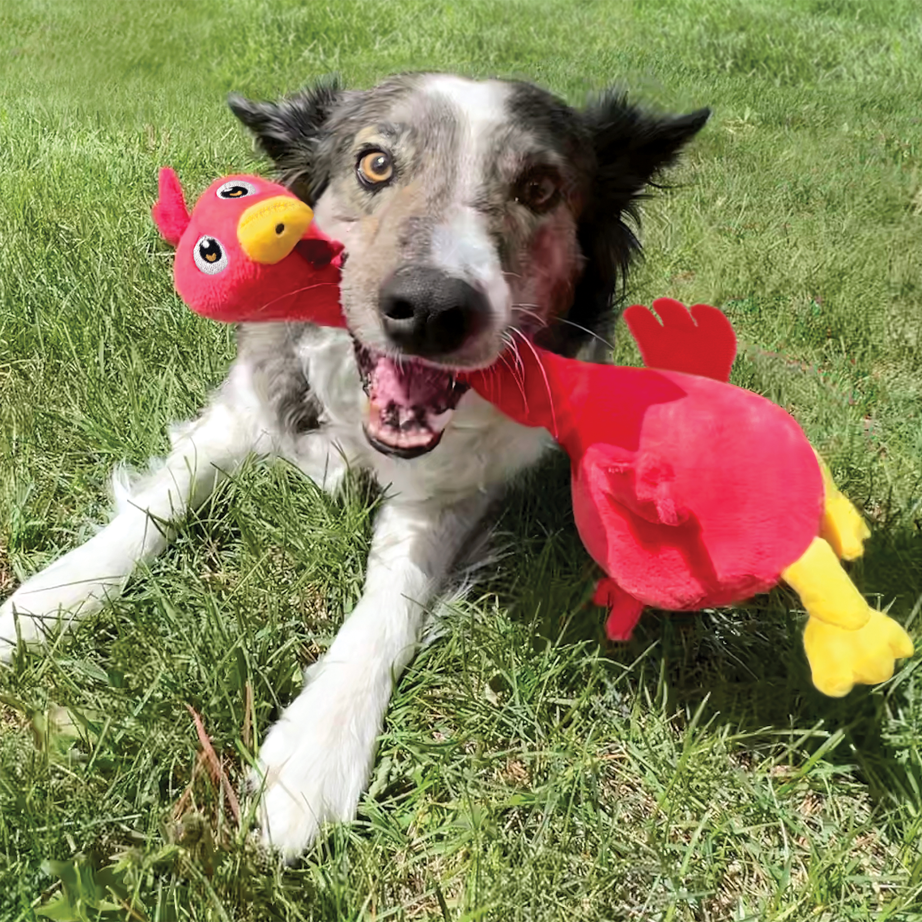 Rooster dog outlet toy