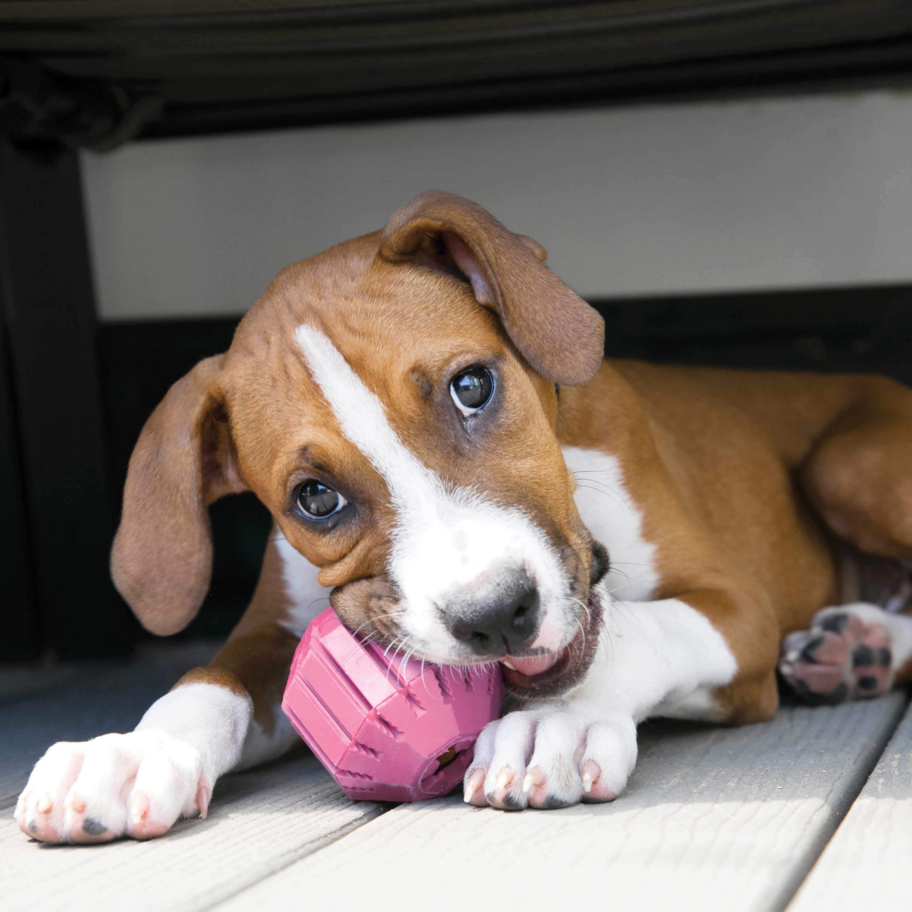 Kong Ball Gioco Interattivo per Cani