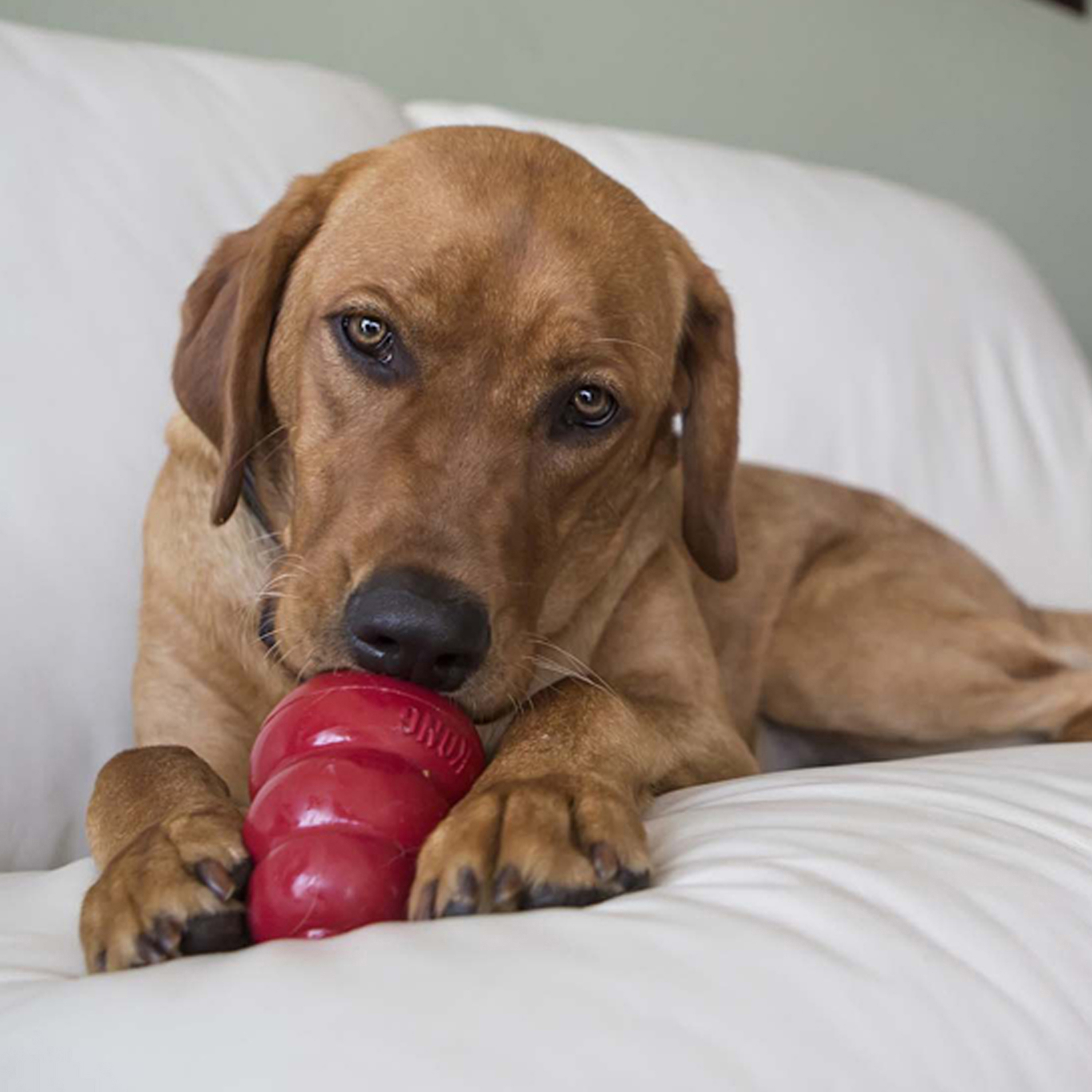 Peanut butter in on sale kong for dog