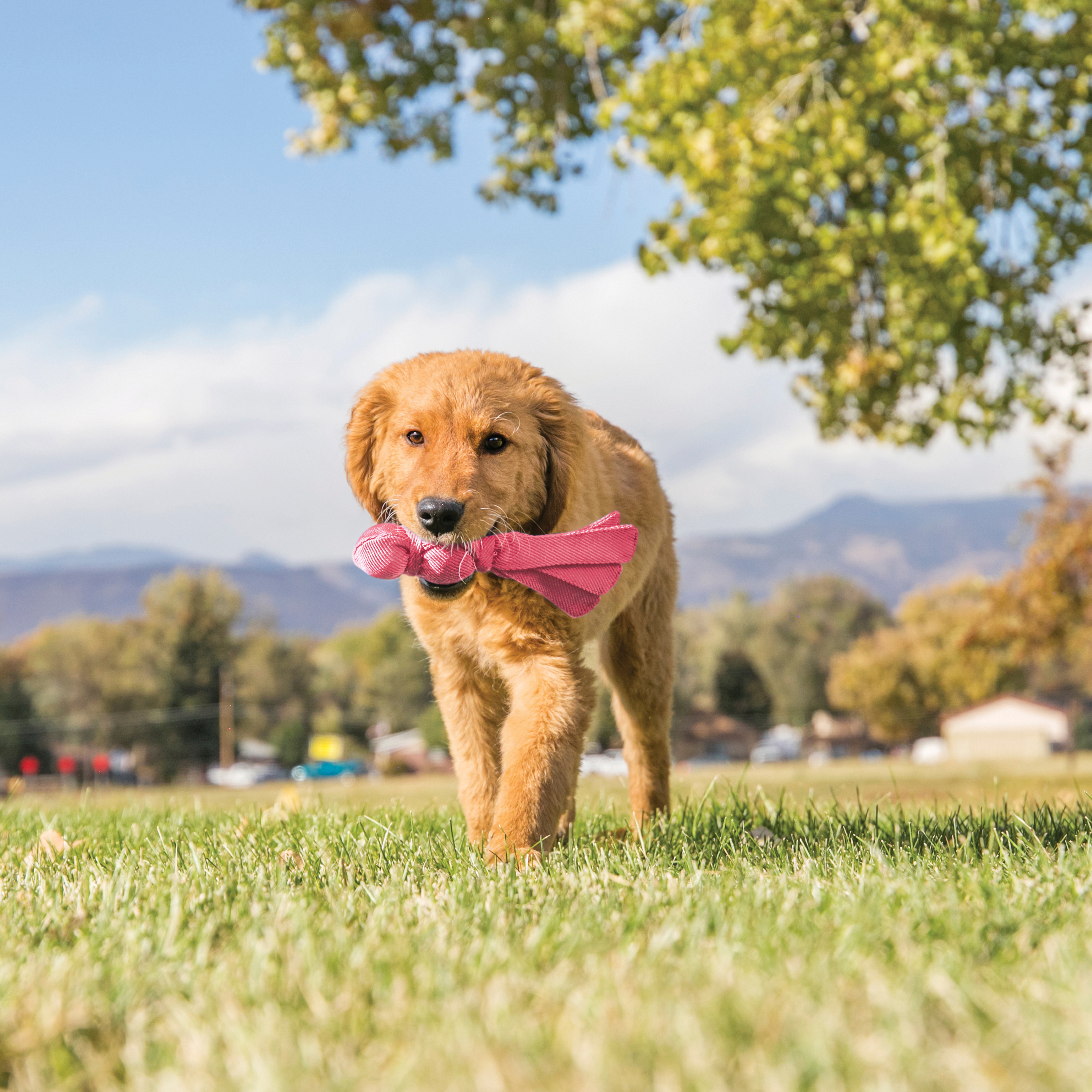 Imagem de produto do estilo de vida Wubba Puppy