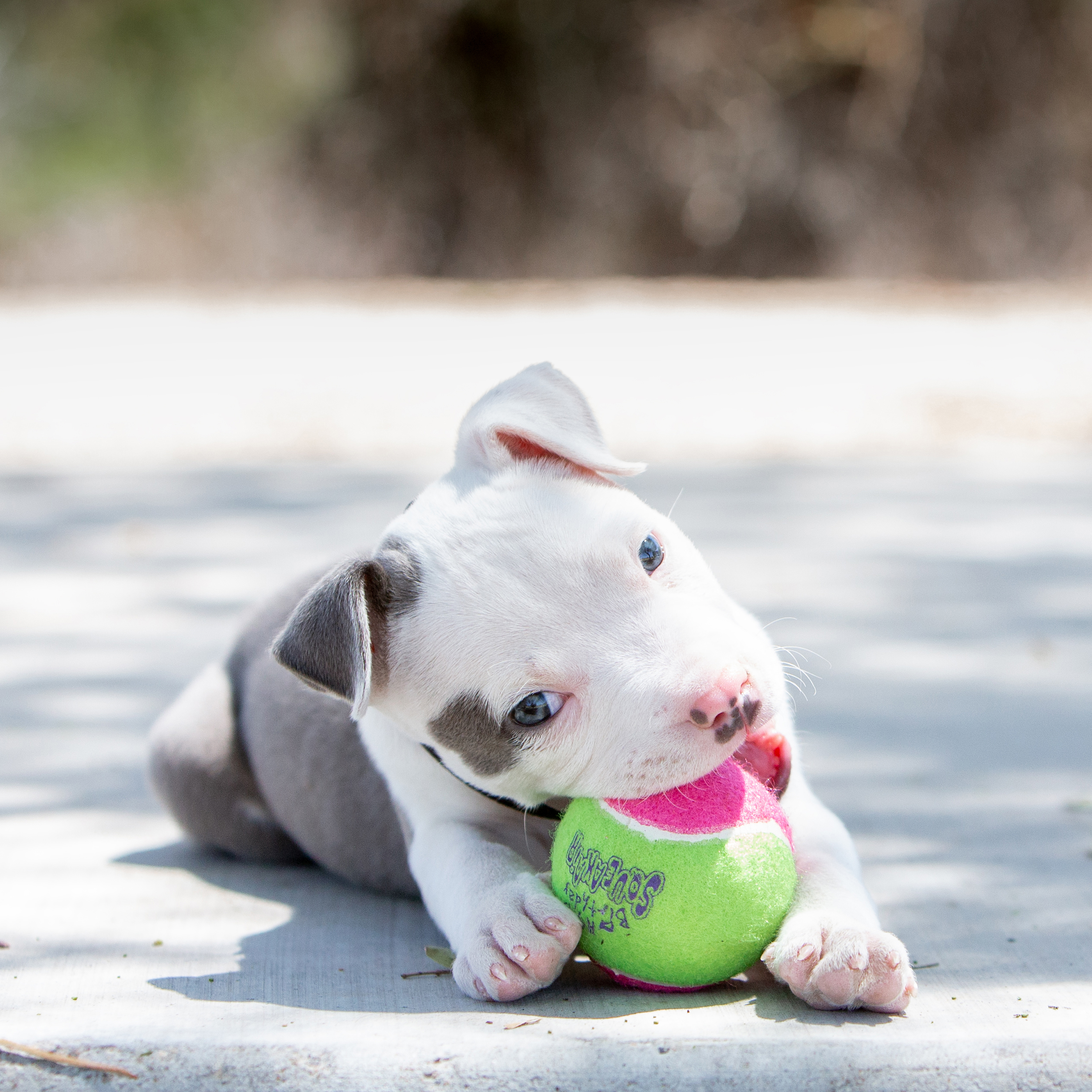 Kong pitbull clearance puppy