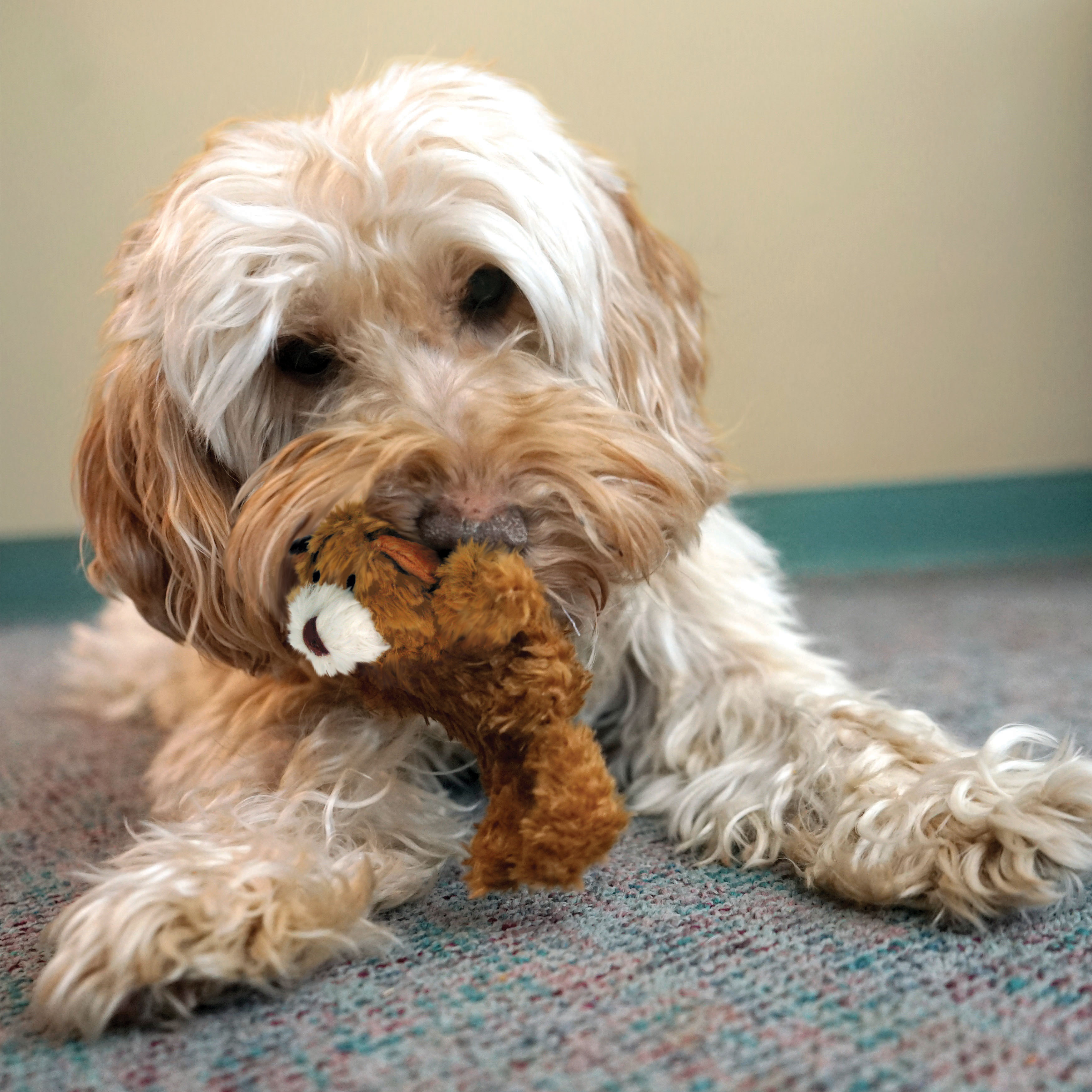 Kong plush teddy bear dog clearance toy