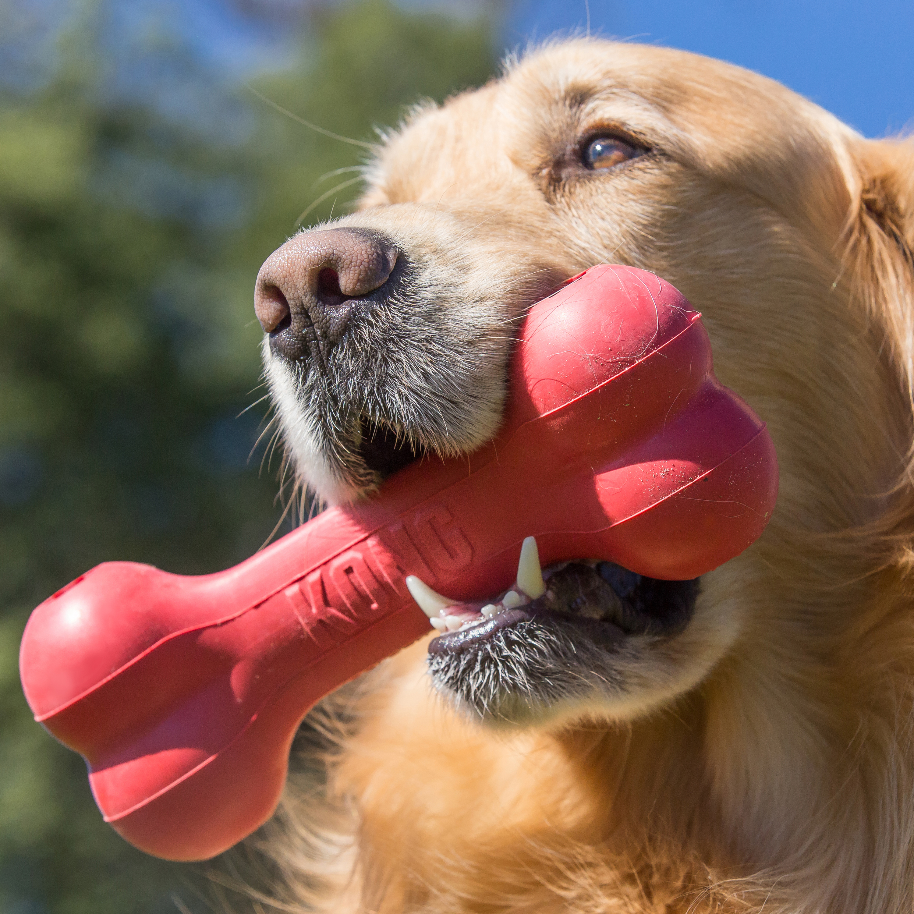 Kong Gyro Ball Spinning Dog Toy, Red/Blue, L