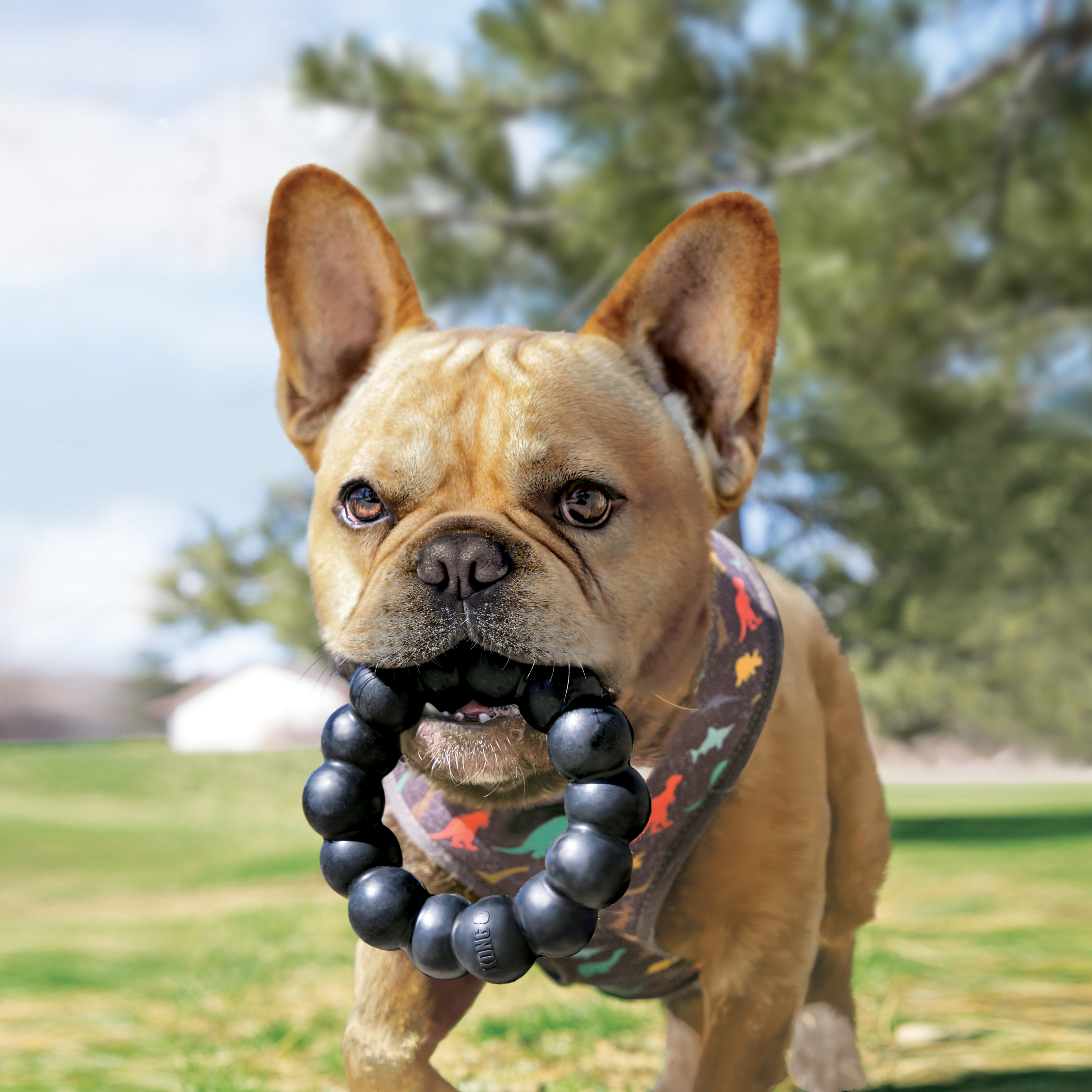 KONG Ring Chew Toy