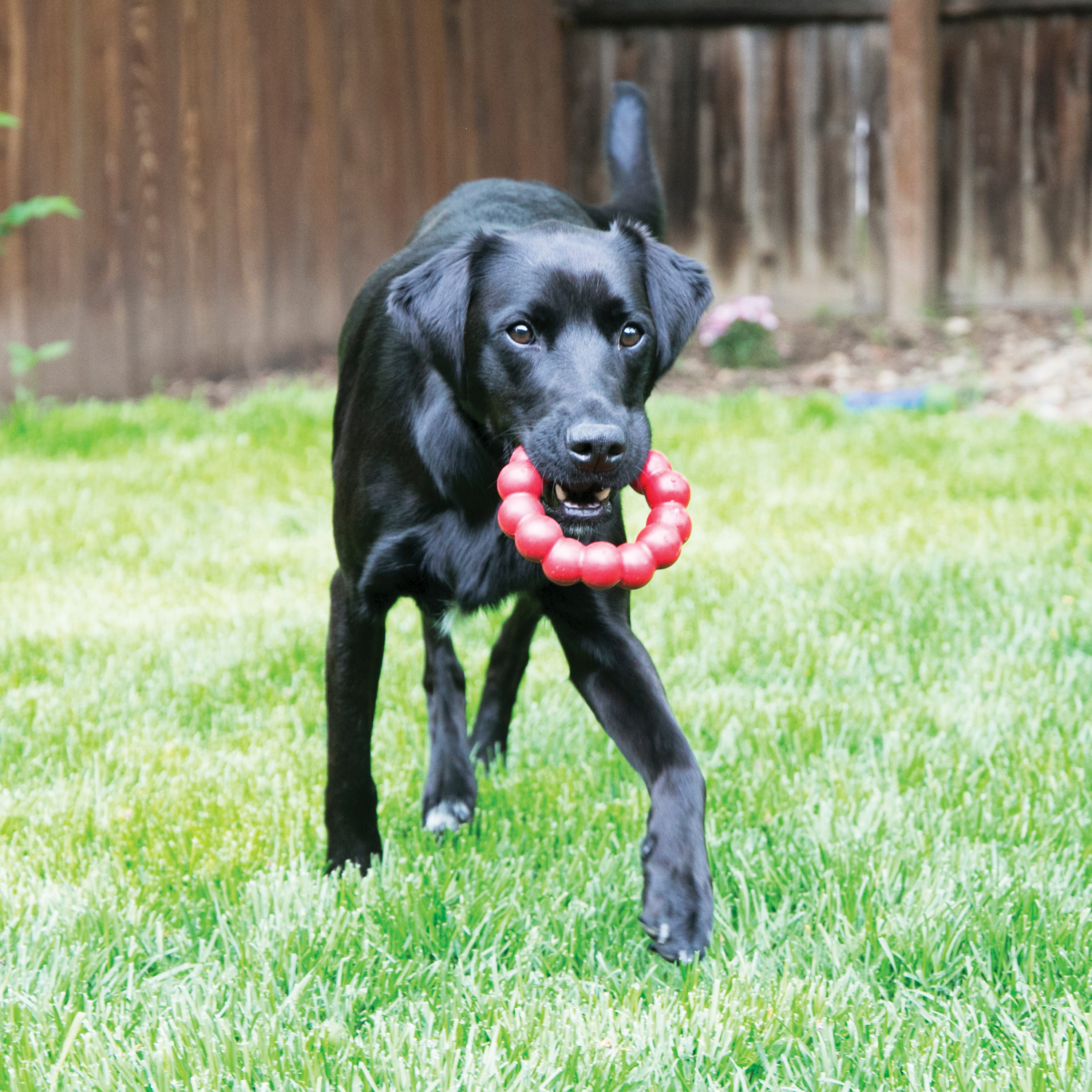 KONG Holiday Cruncheez Character Assorted Dog Toy, Small