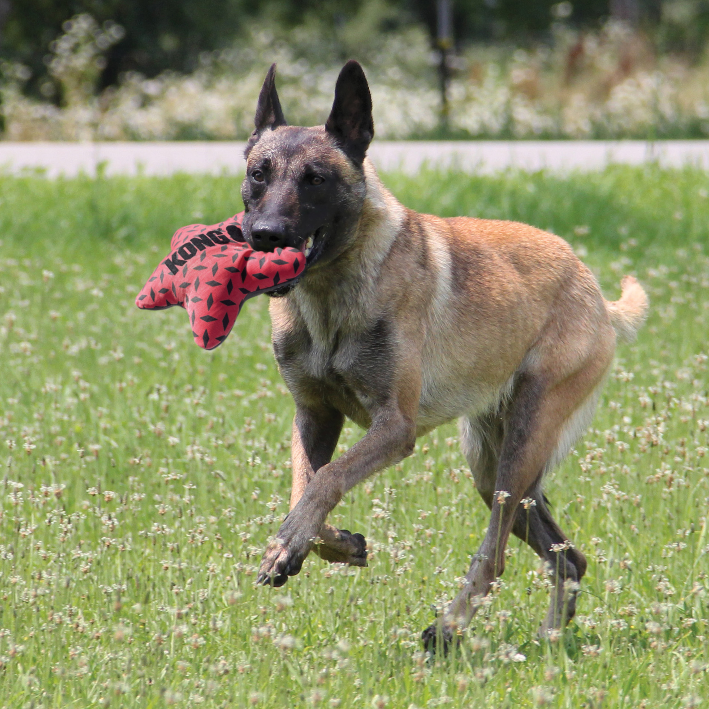 KONG Maxx Star Dog Toy KONG Maxx Star Dog Toy