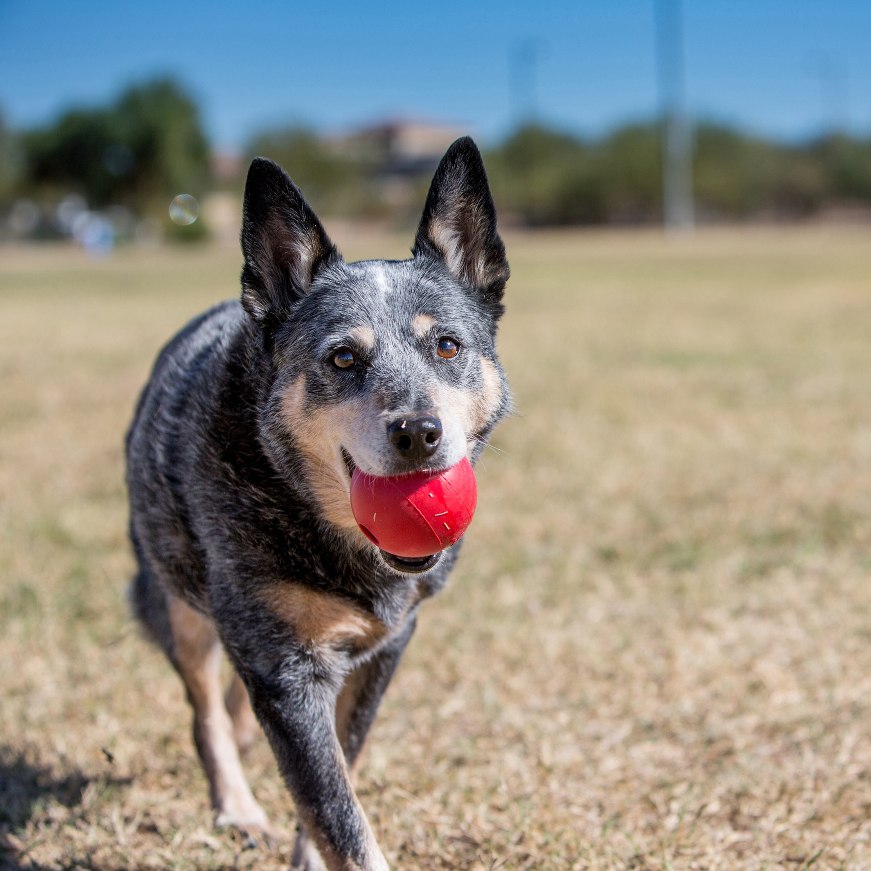 KONG Ball mit Loch Lifestyle Produktbild