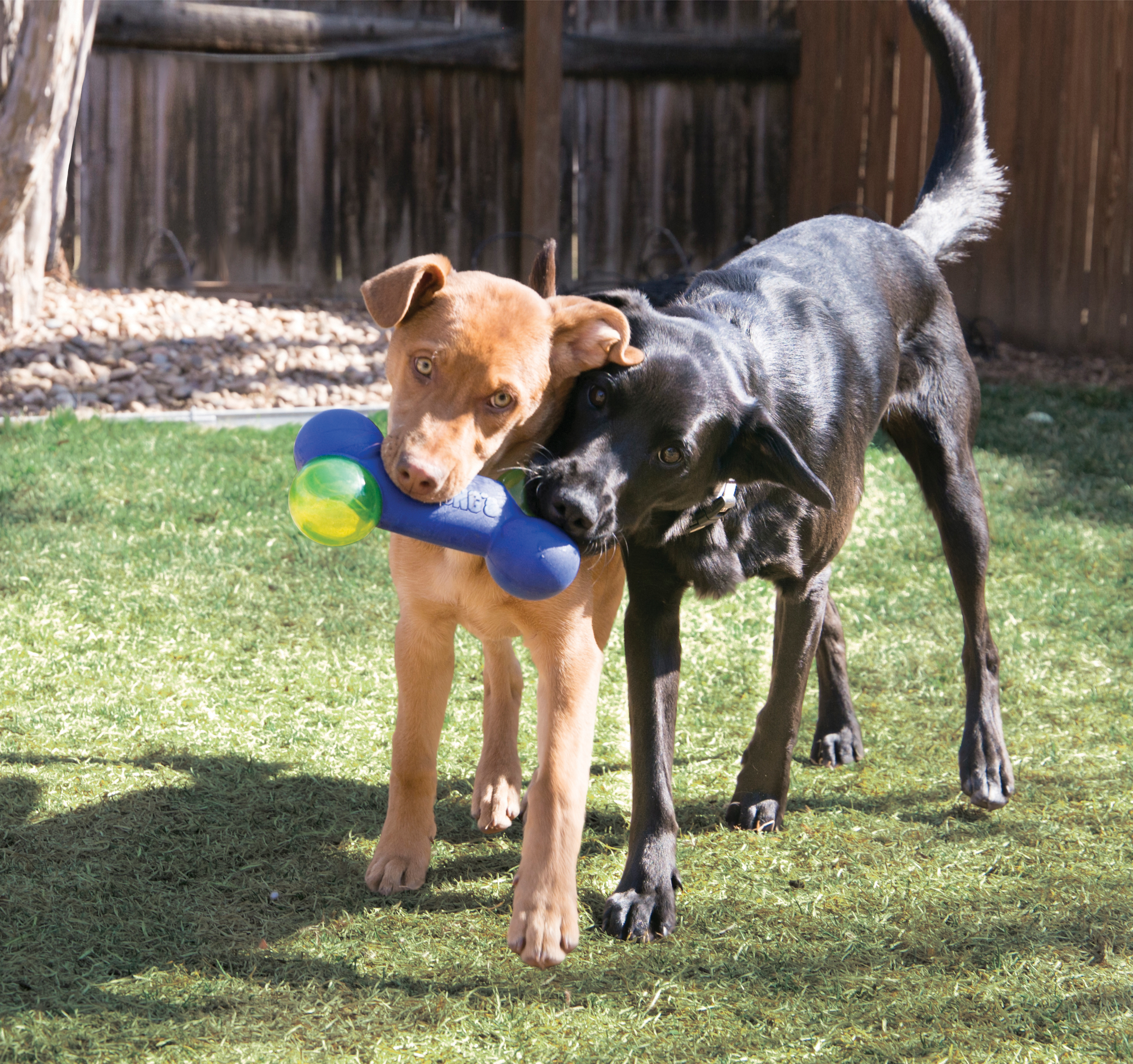 Kong Wobbler Small - Bones Pet Stores