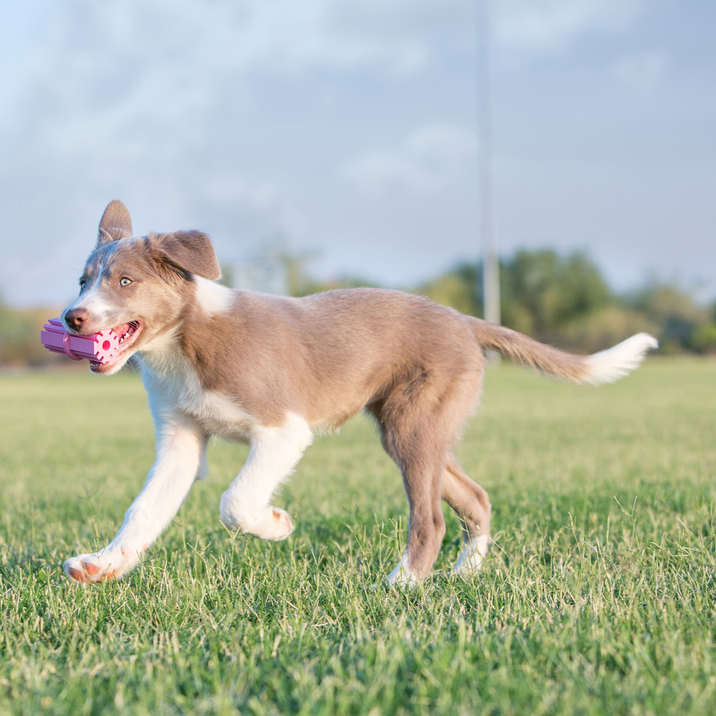 KONG Puppy Teething Stick életmód termékkép