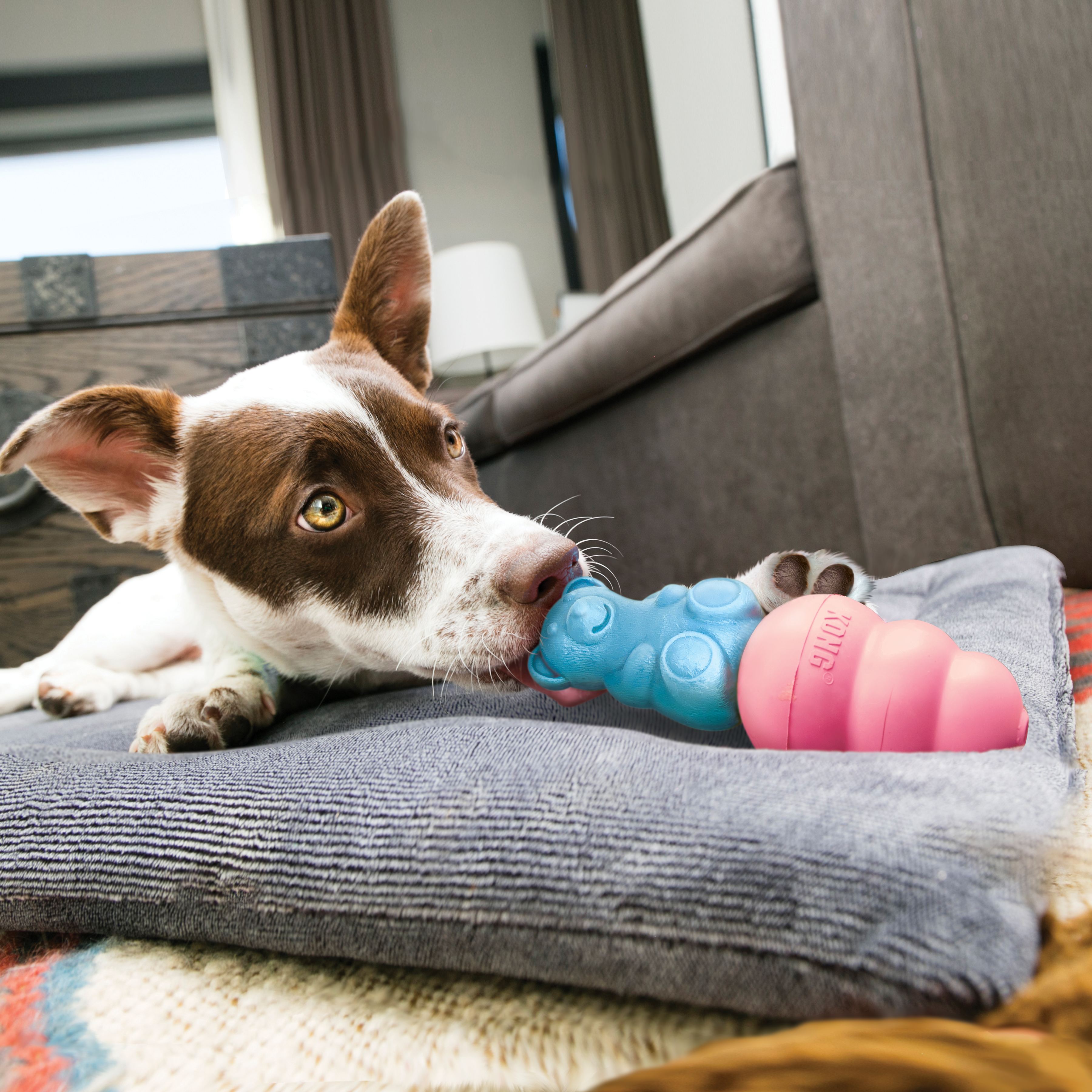 Kong for outlet teething puppies