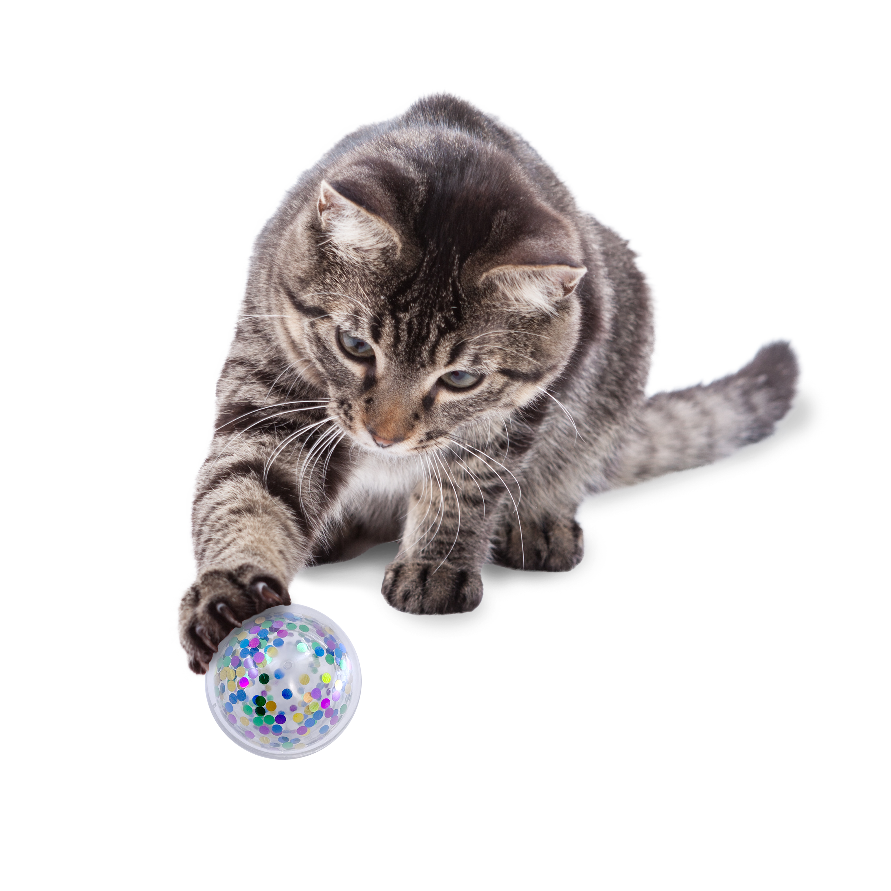 Cat Active Confetti Ball lifestyle product image