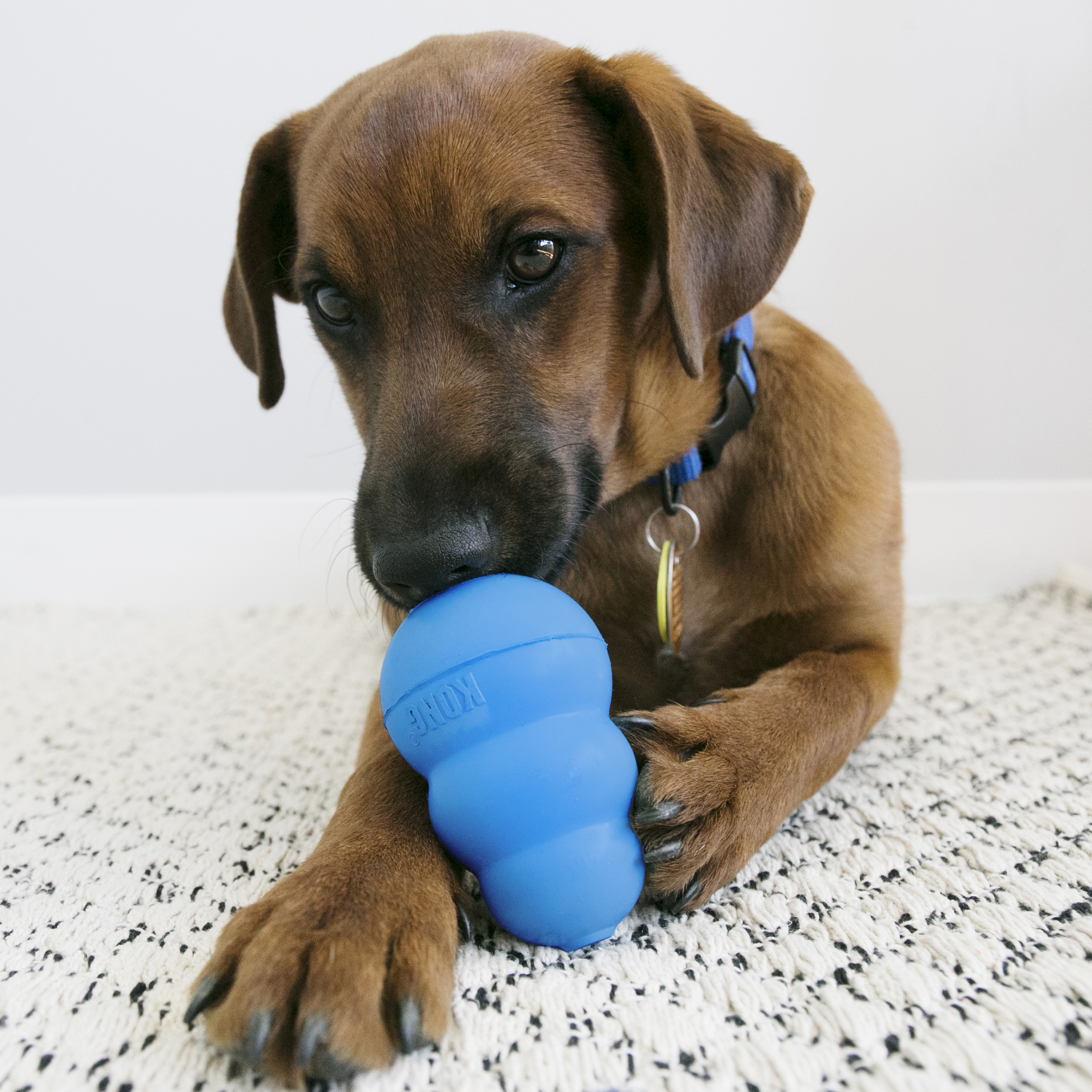 How Do You Use a Kong Dog Toy: Ultimate Guide for Happy Pets