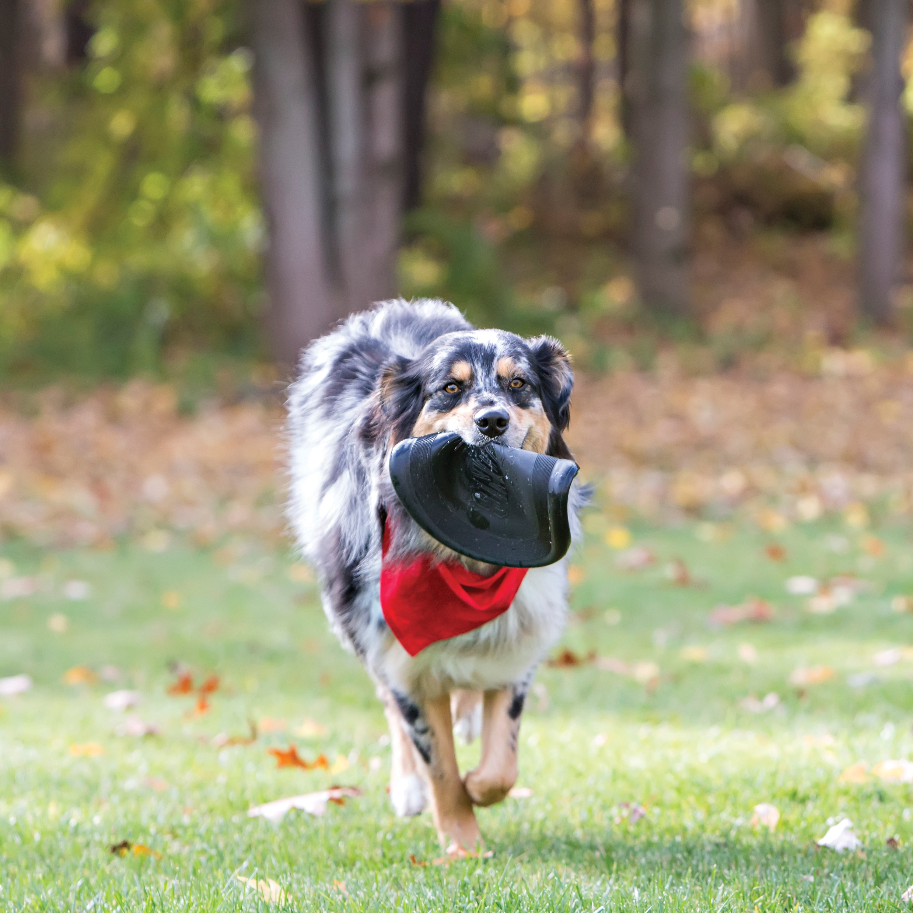 KONG Flyer Dog Disc- Frisbee Regular 9 Diam00 – Pups Path