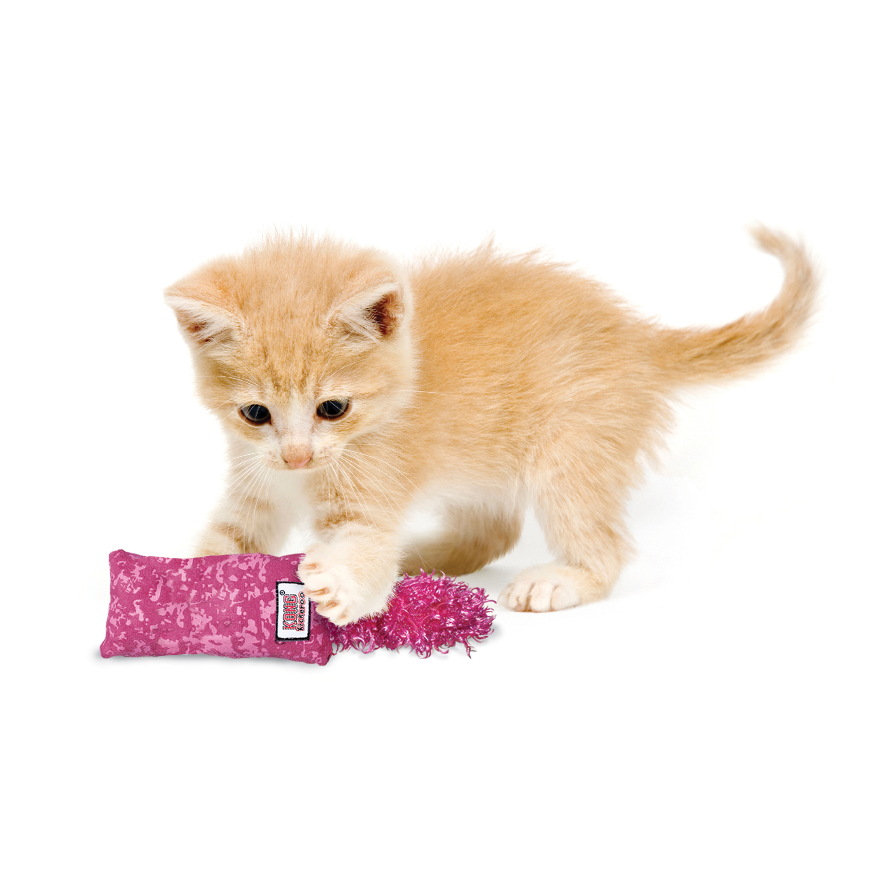 A small gray kitten plays with toy on a fishing rod. Cat toys