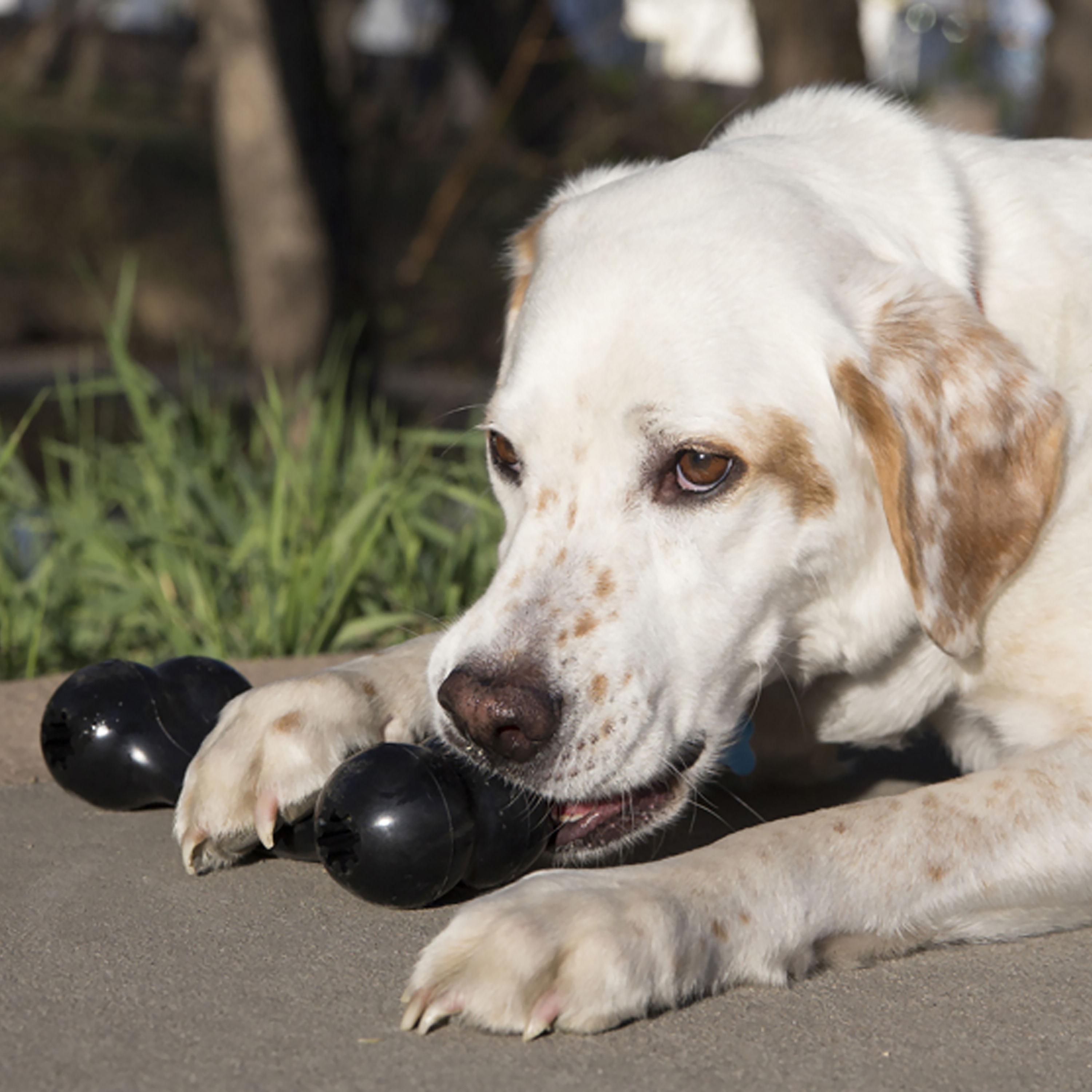 Kong bone hotsell dog toy