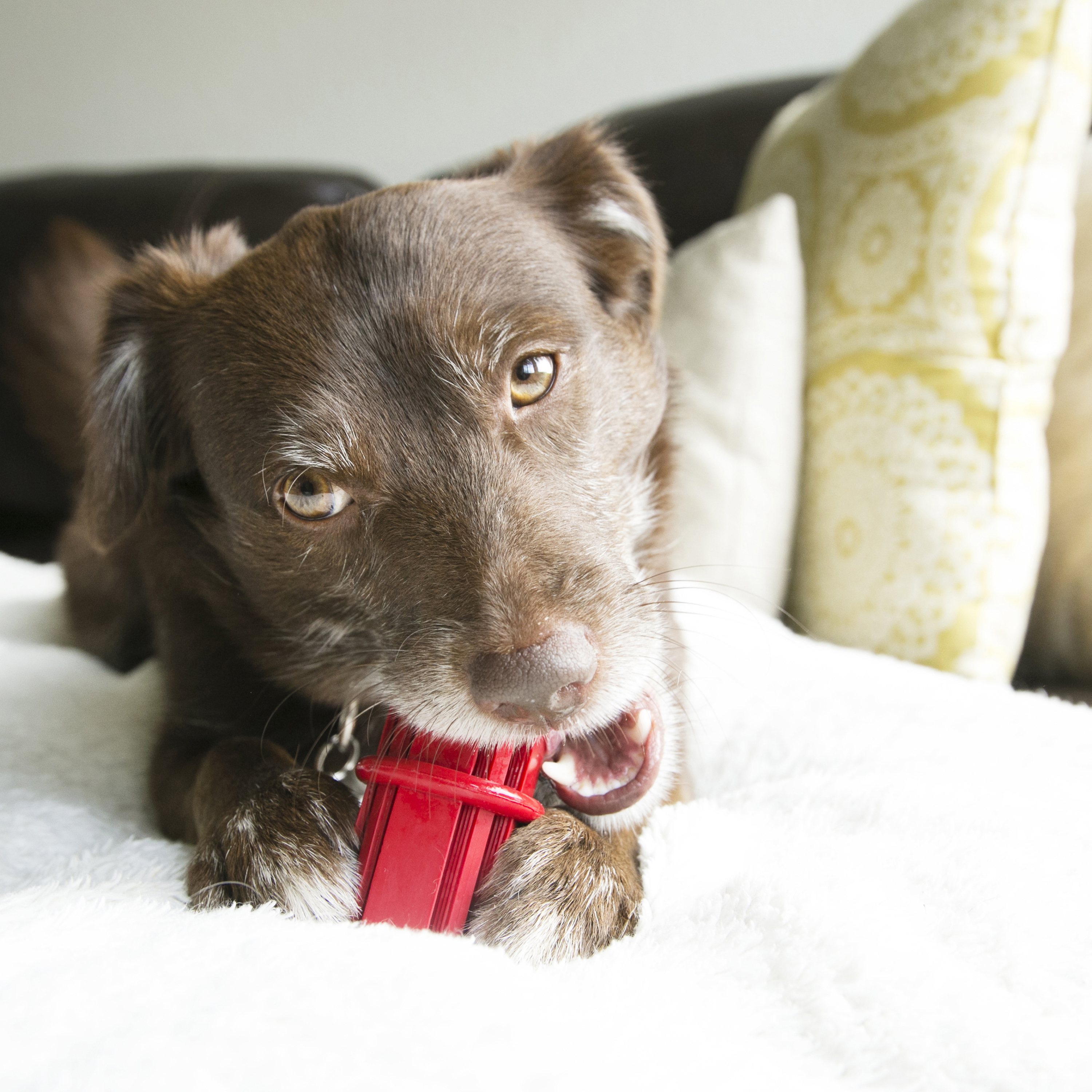 KONG Dental Stick életmód termék kép