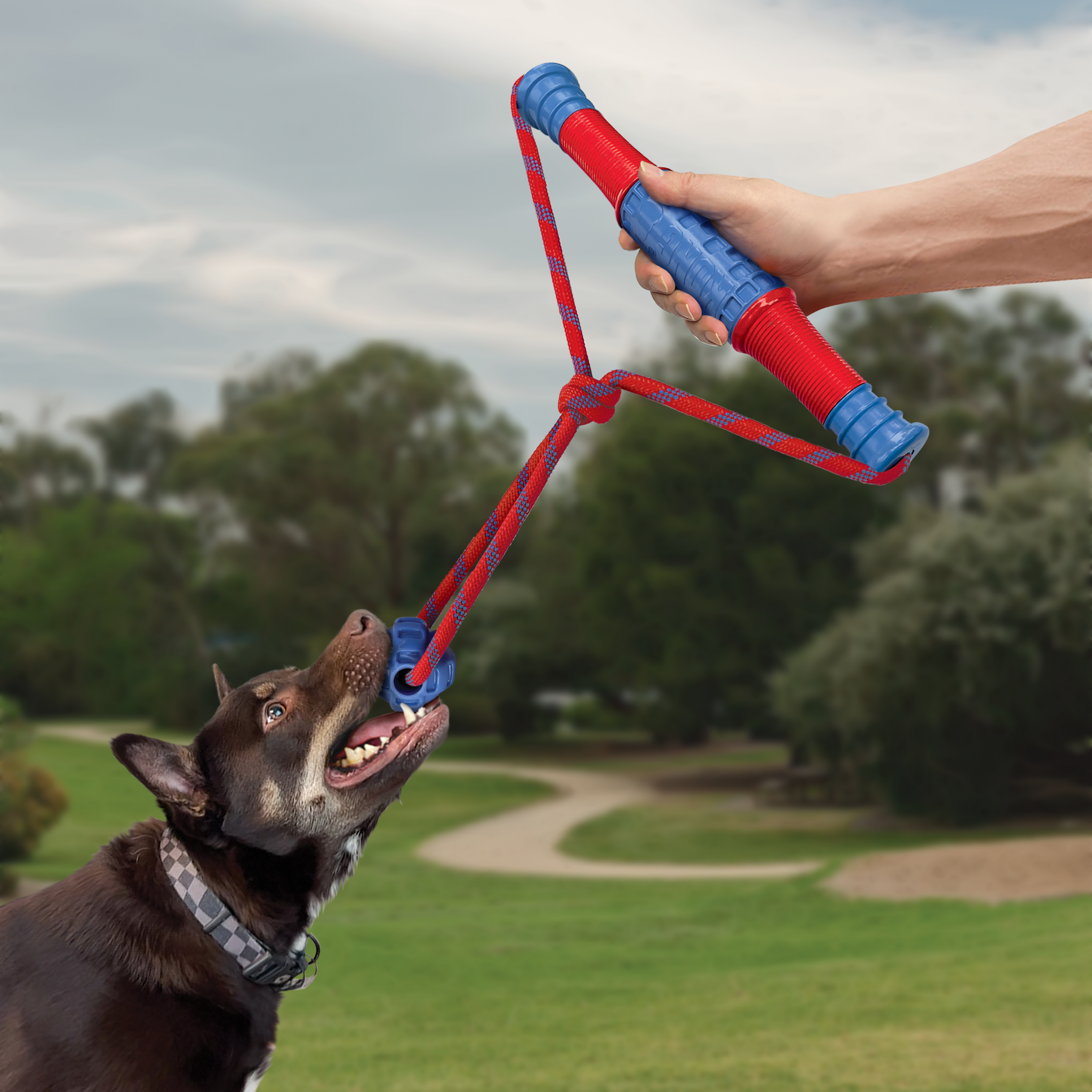 Mega tug dog store toy with ball