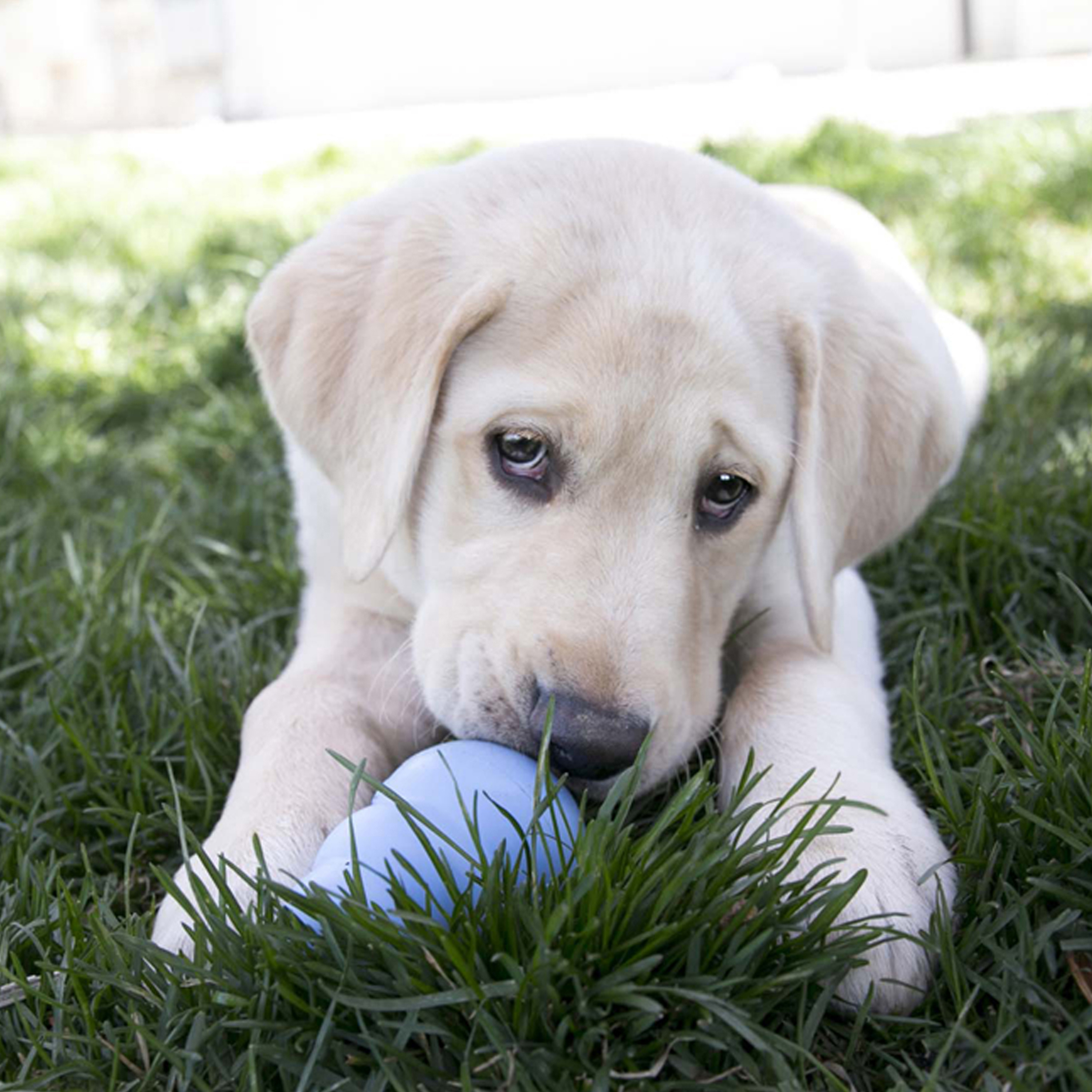 KONG Puppy Blue lifestyle product image