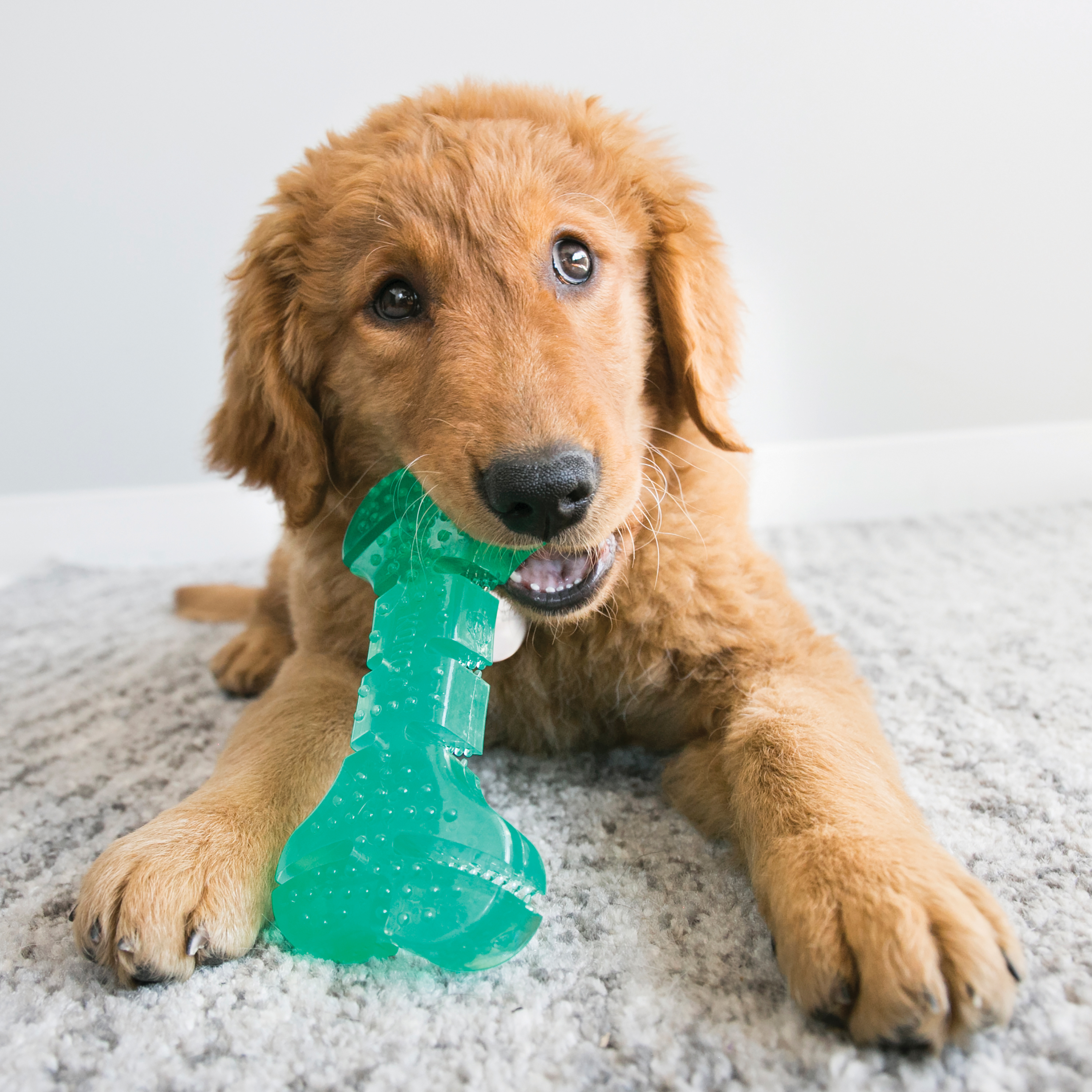 Squeezz Dental Ball lifestyle product image
