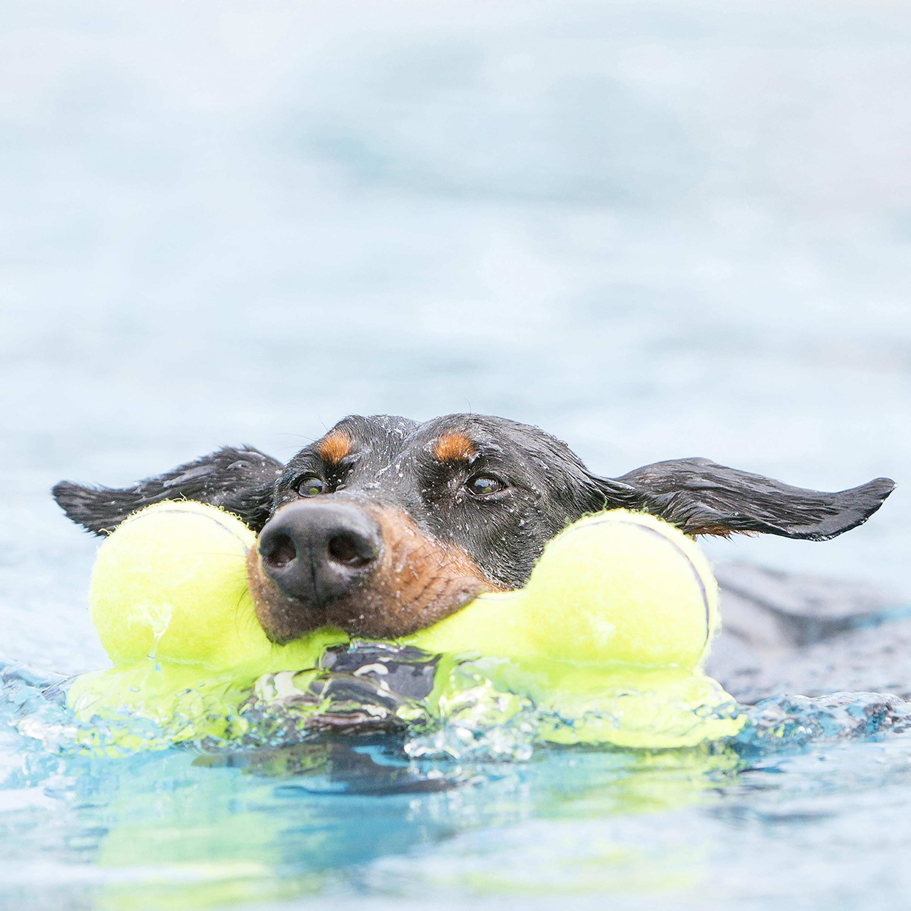 Tennis ball shop bone dog toy