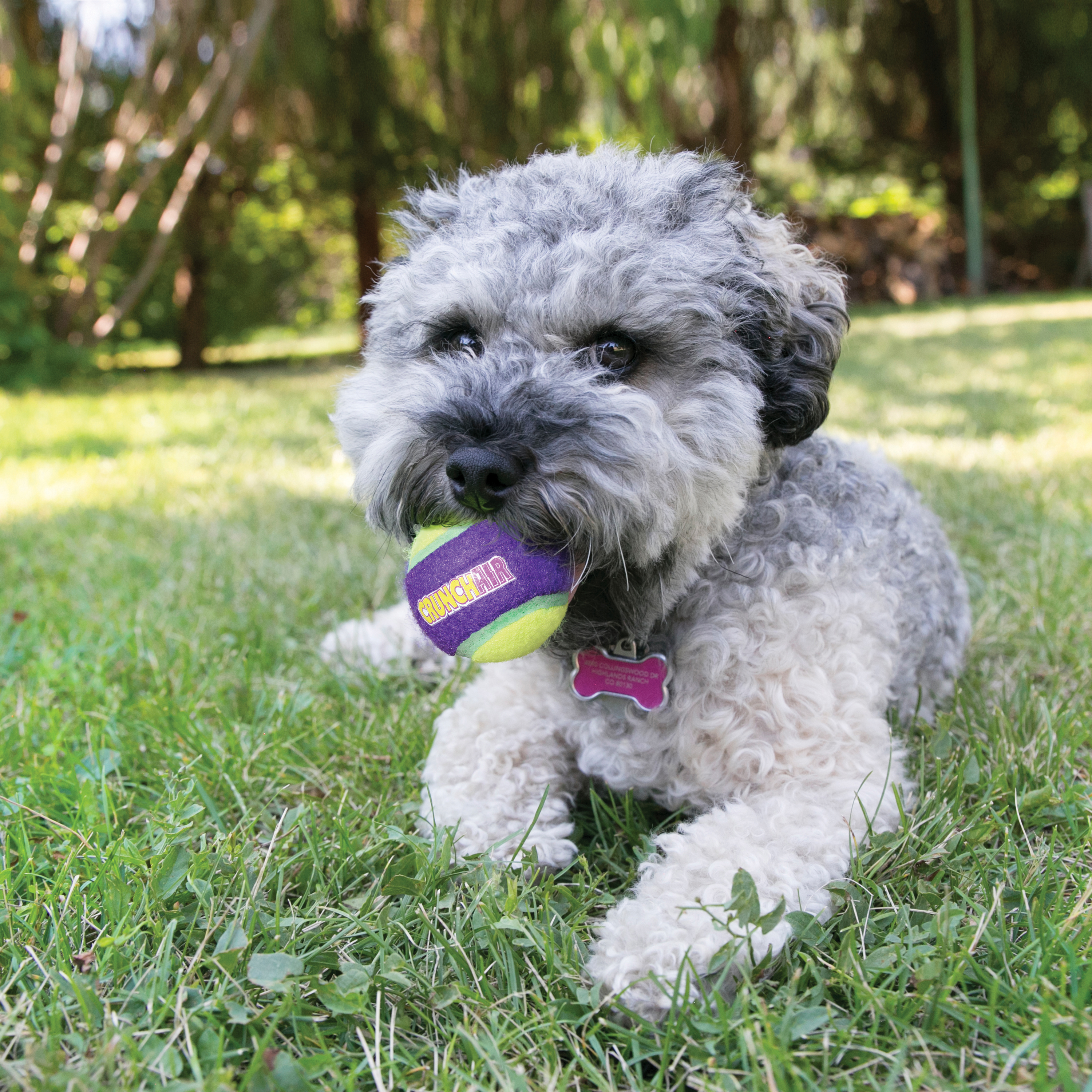 Kong Ball Gioco Interattivo per Cani