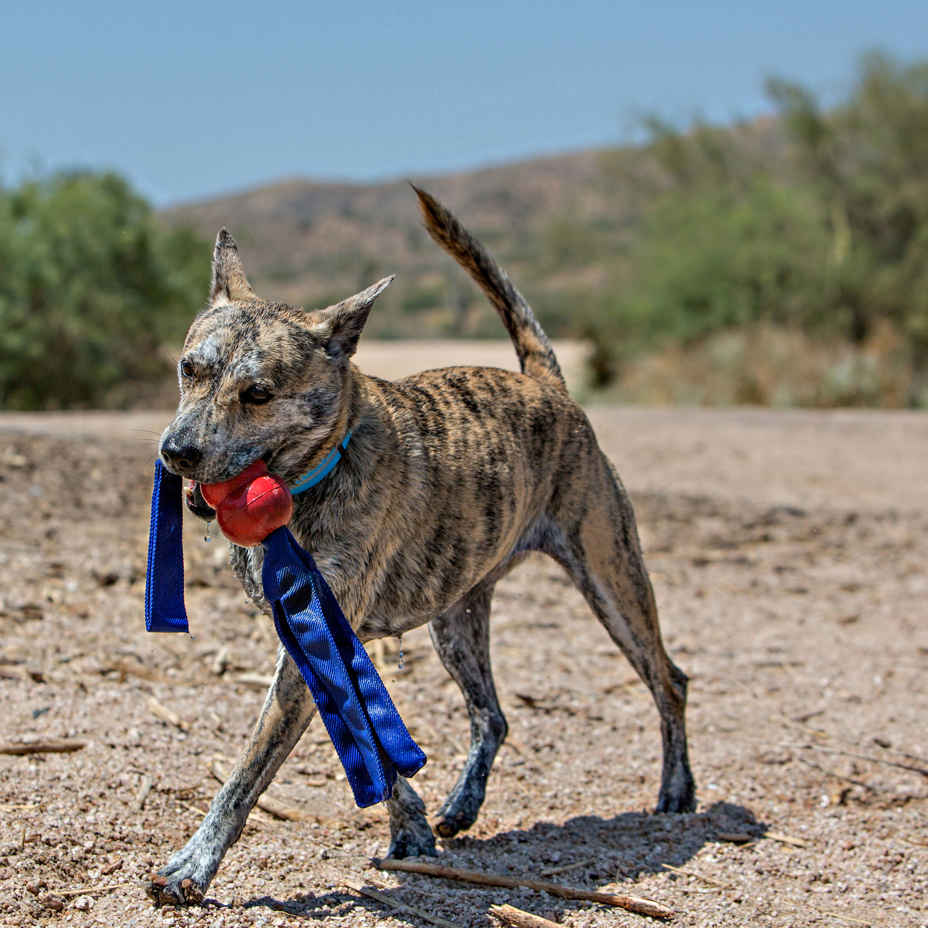 Kong Ballistic Hide n Treat - Four Your Paws Only