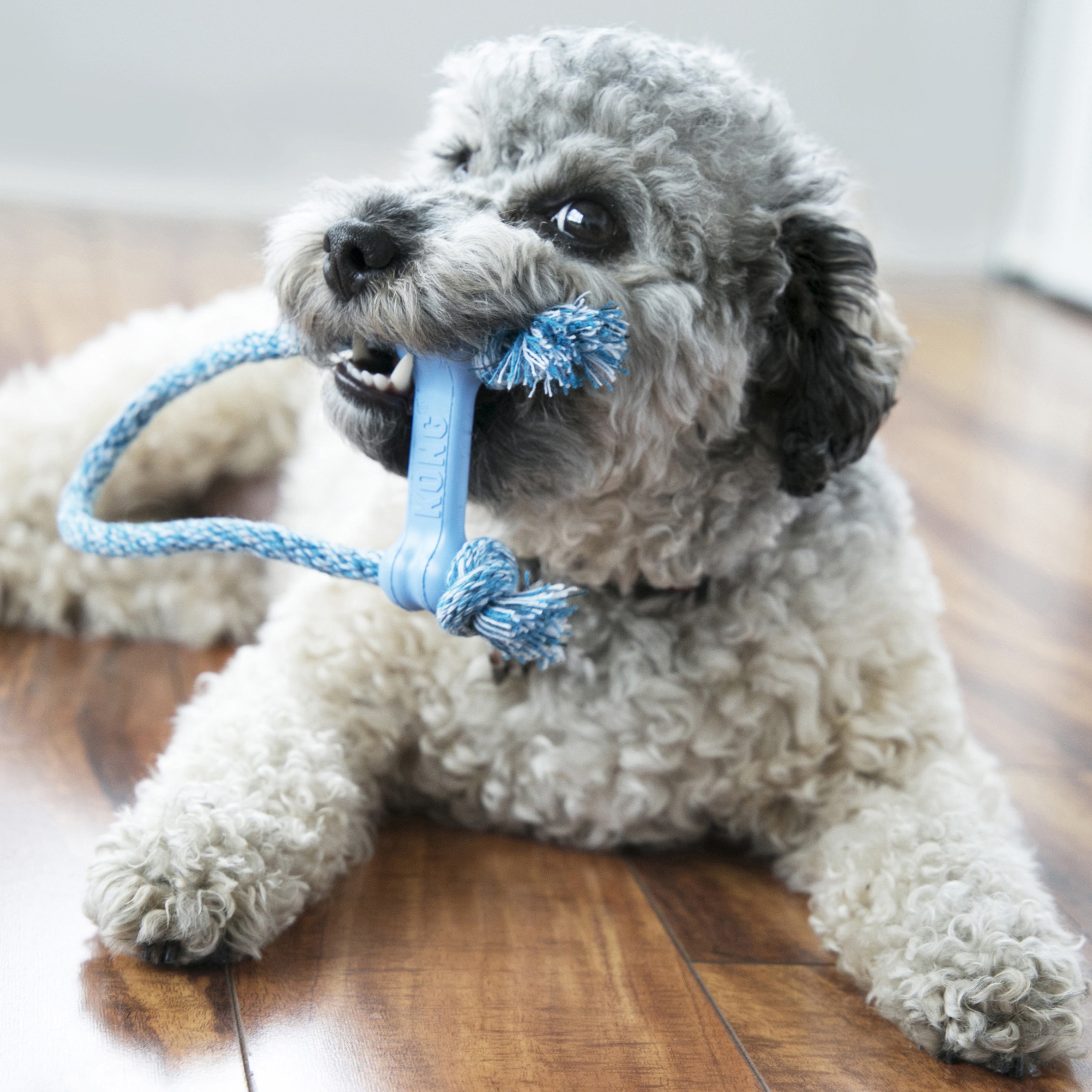 KONG Puppy Goodie Bone w/Rope lifestyle product image