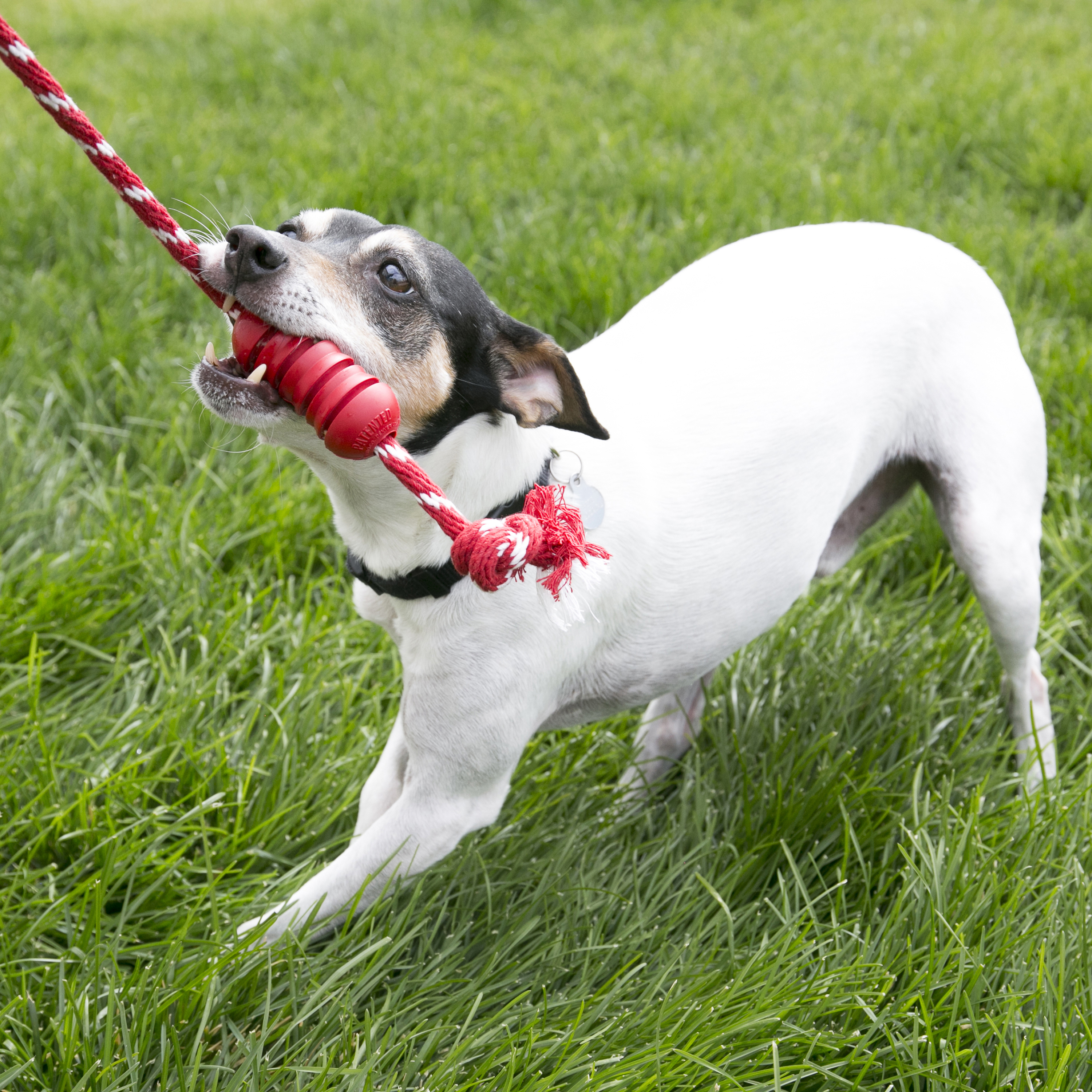 Dog with rope sale