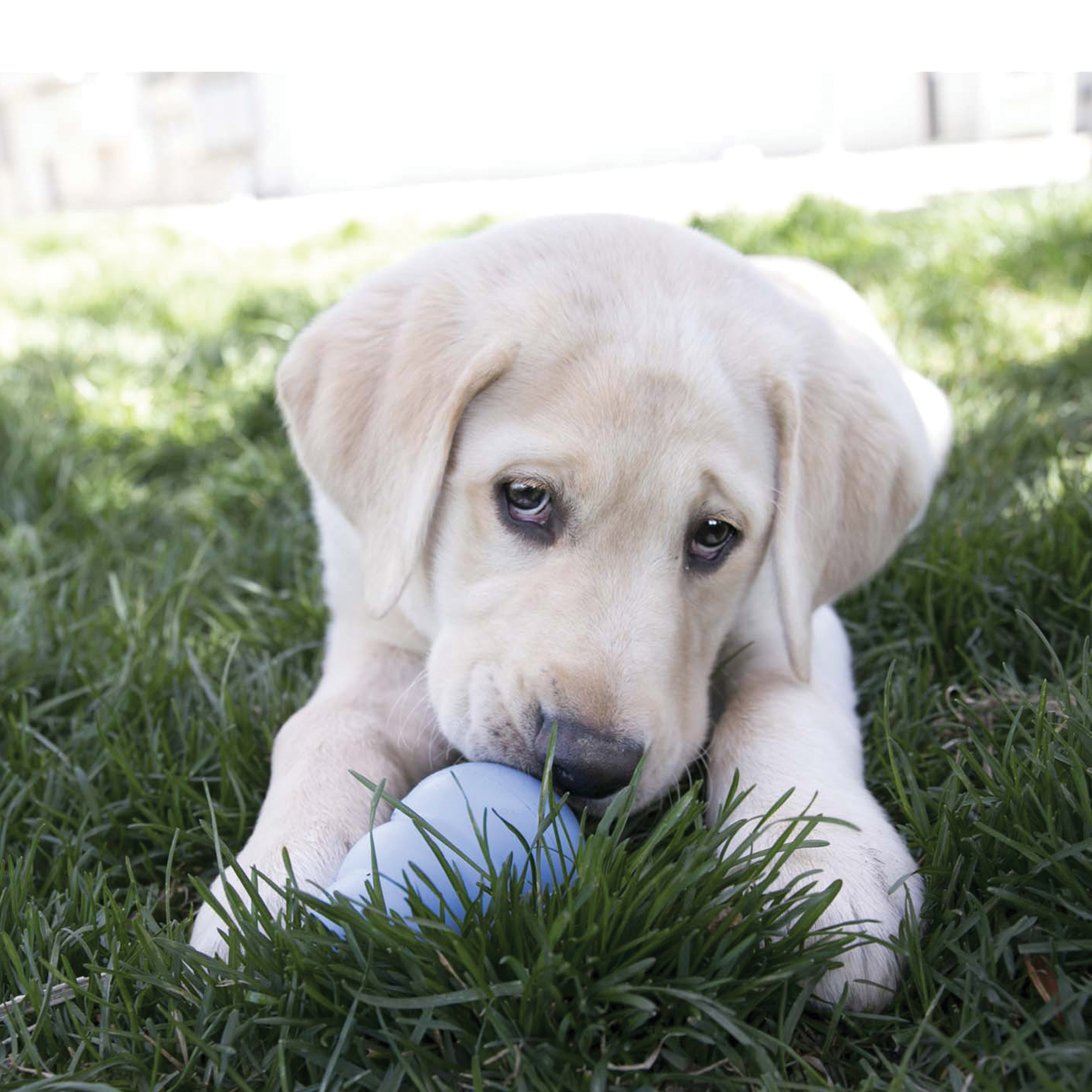 Snacks Puppy lifestyle product image