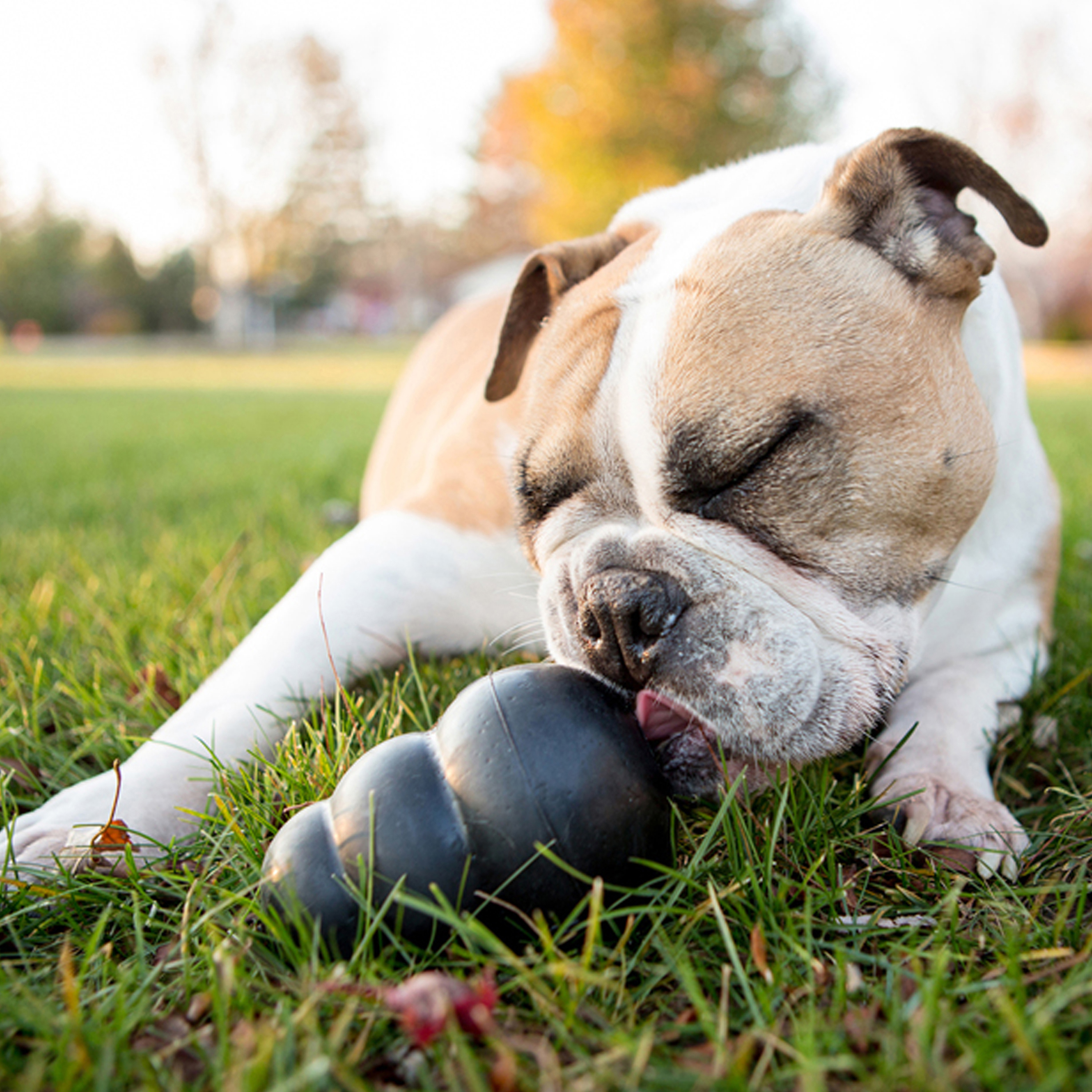 KONG® Bamboo Feeder Ball