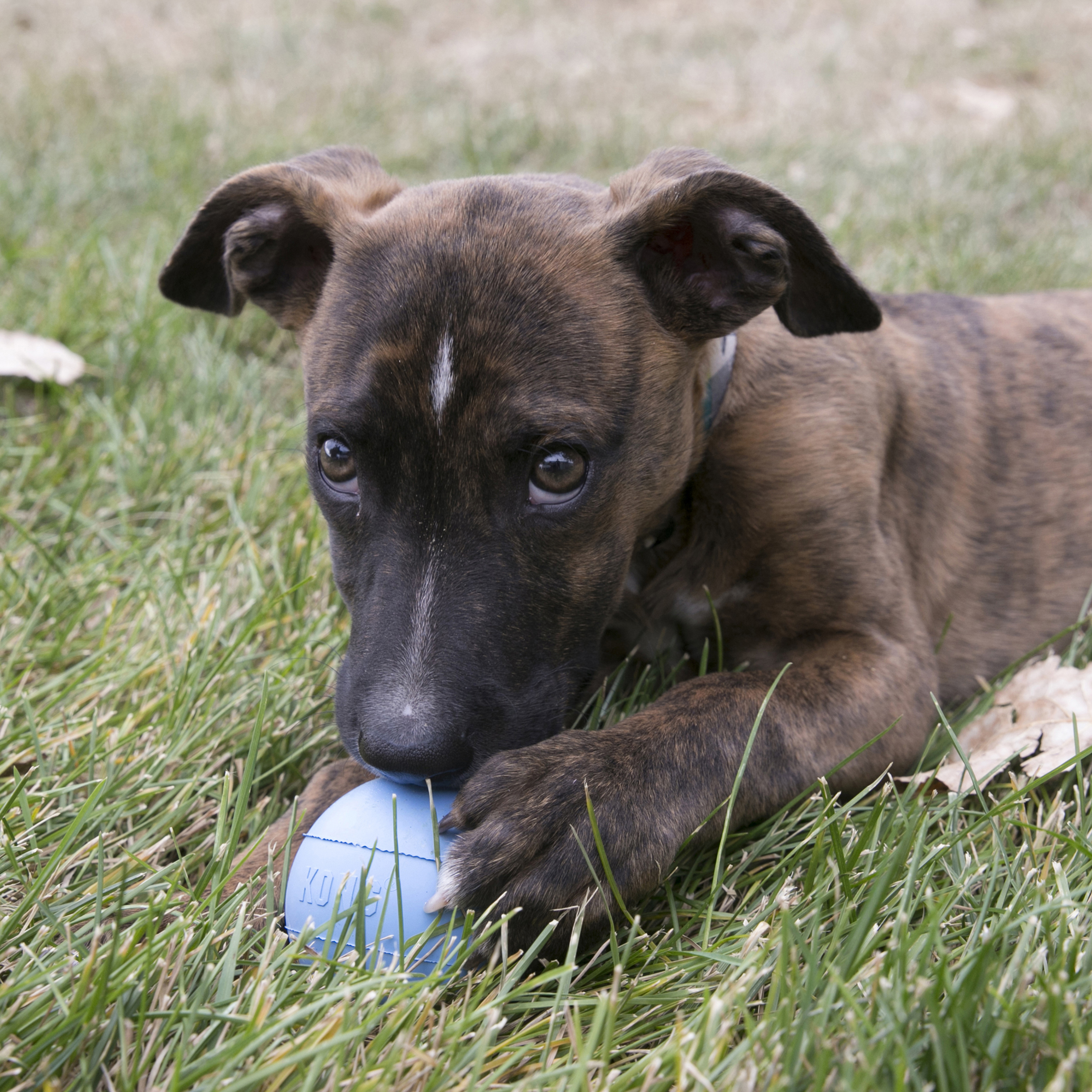 KONG Puppy Ball w/Hole lifestyle imagem do produto