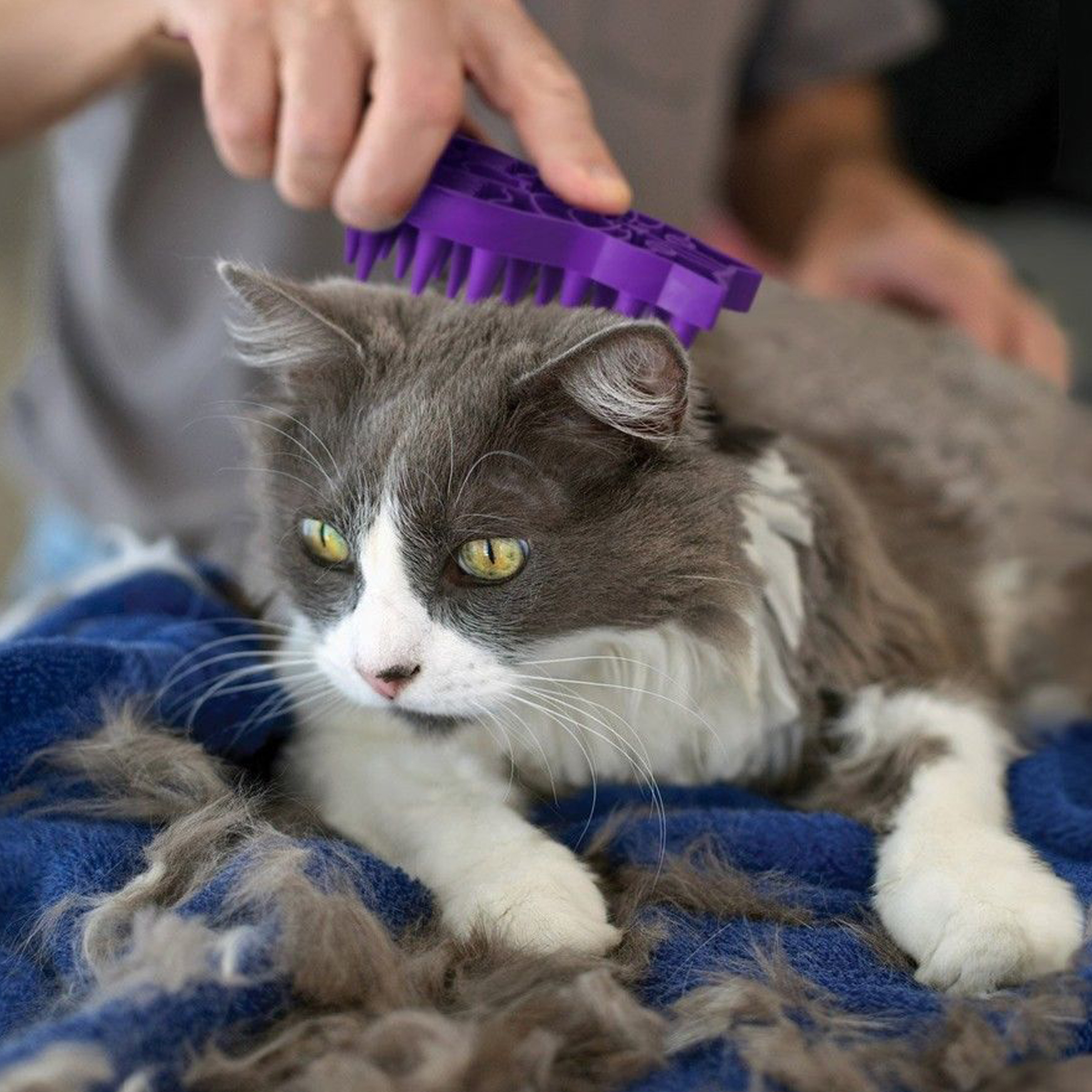 Cat ZoomGroom lifestyle product image