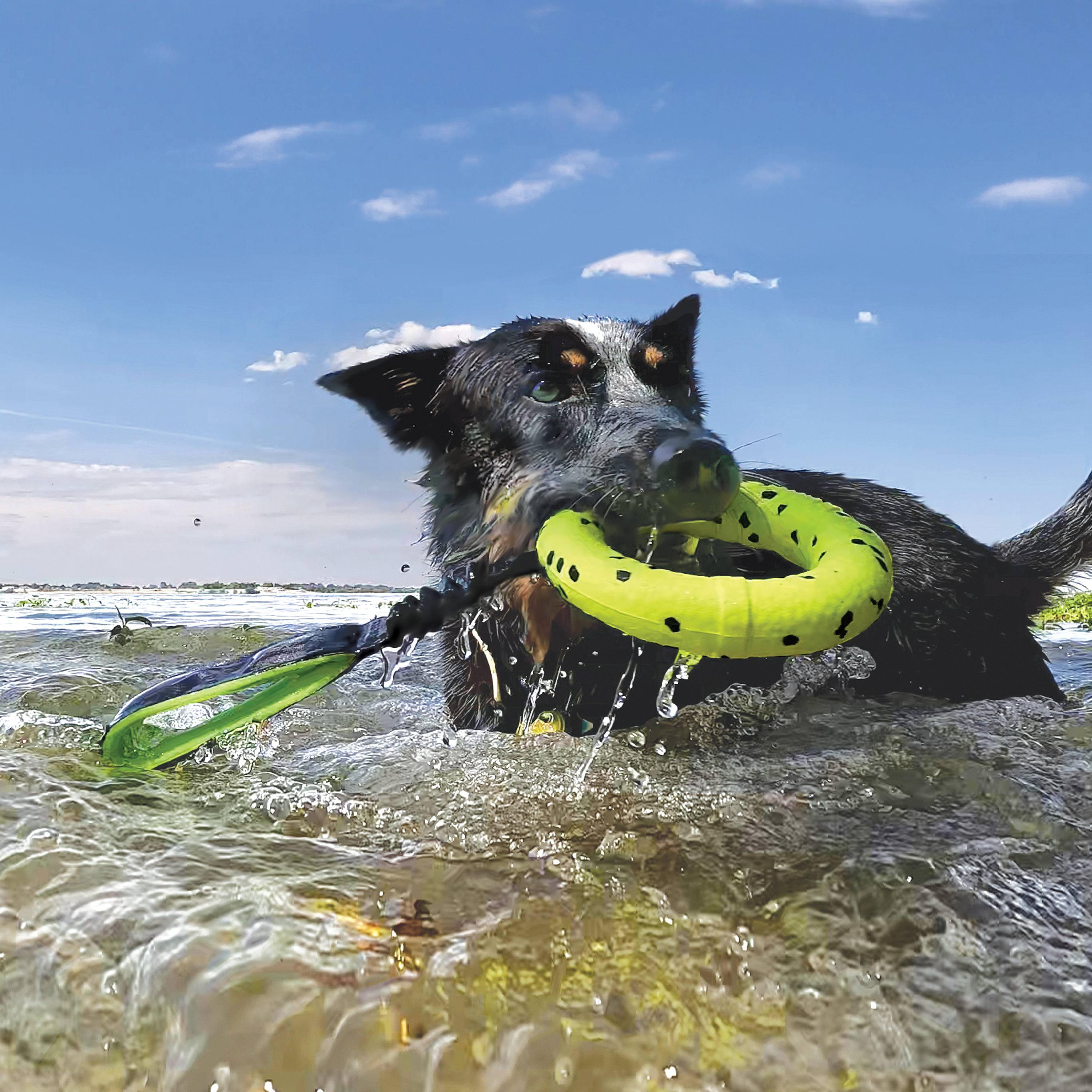 KONG Reflex Stick pour chien