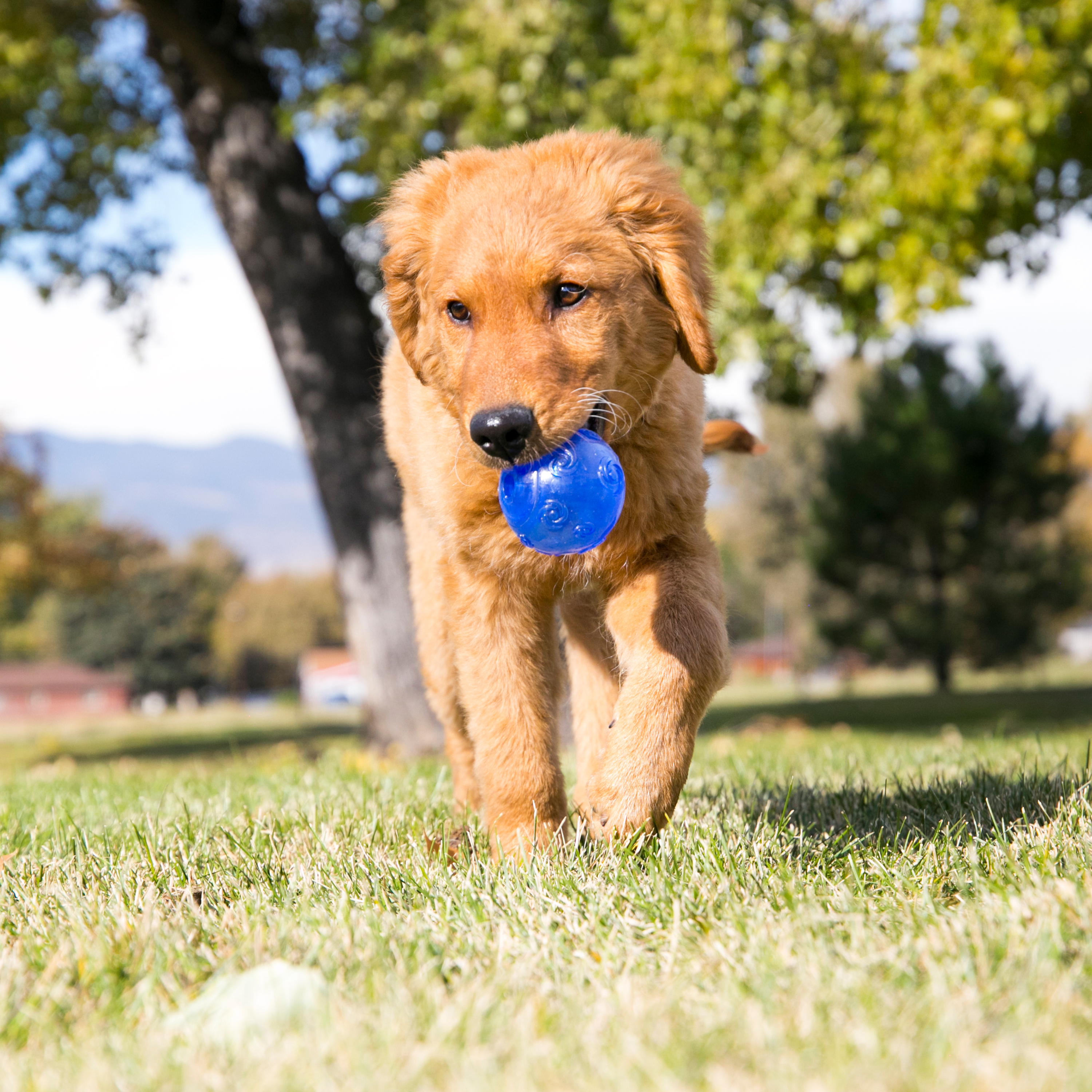 Squeezz Immagine del prodotto Crackle Ball lifestyle