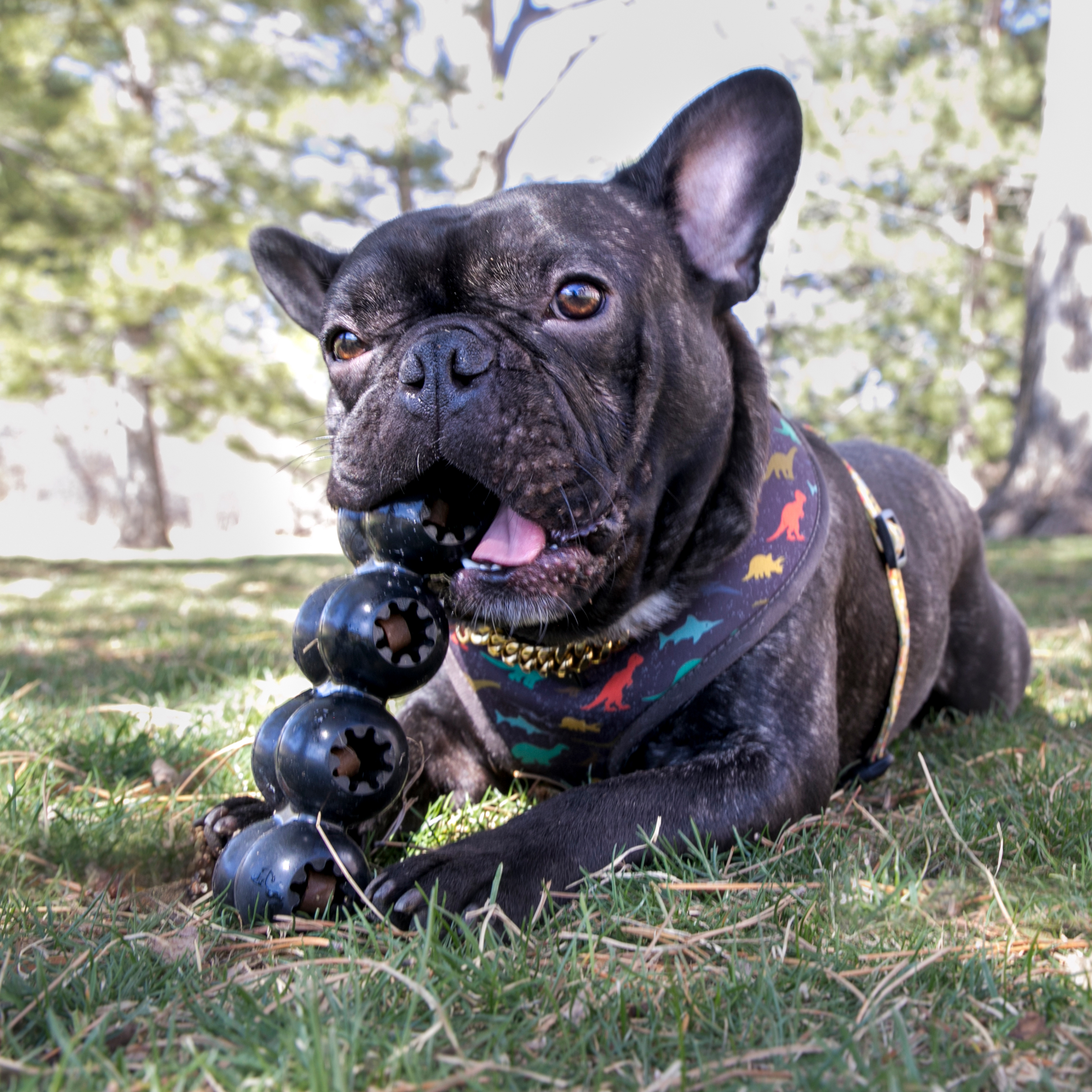 KONG Max Turtle Dog Toy
