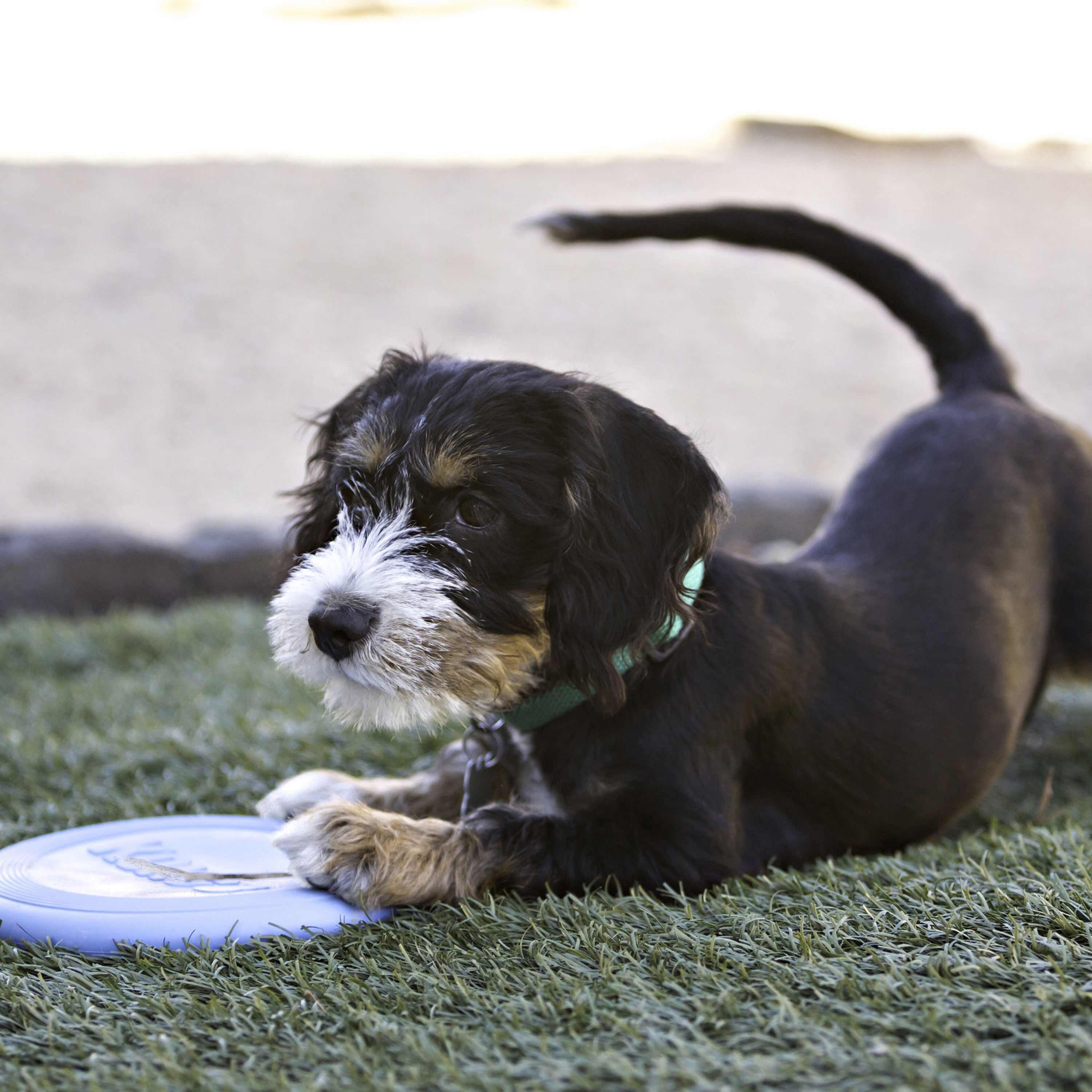 Frisbee KONG Flyer pour chien (grand modèle)