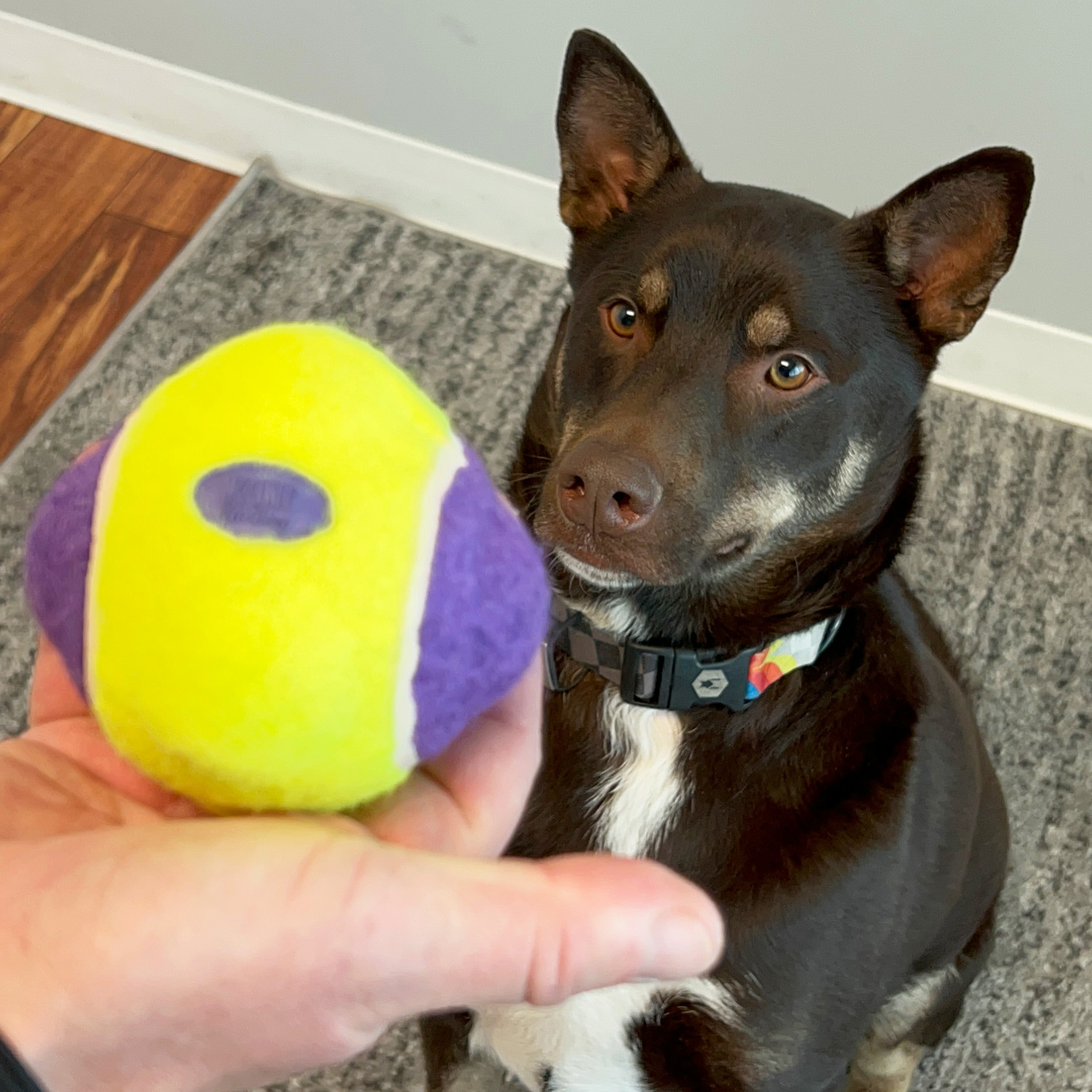 AirDog Squeaker Knobby Ball lifestyle product image