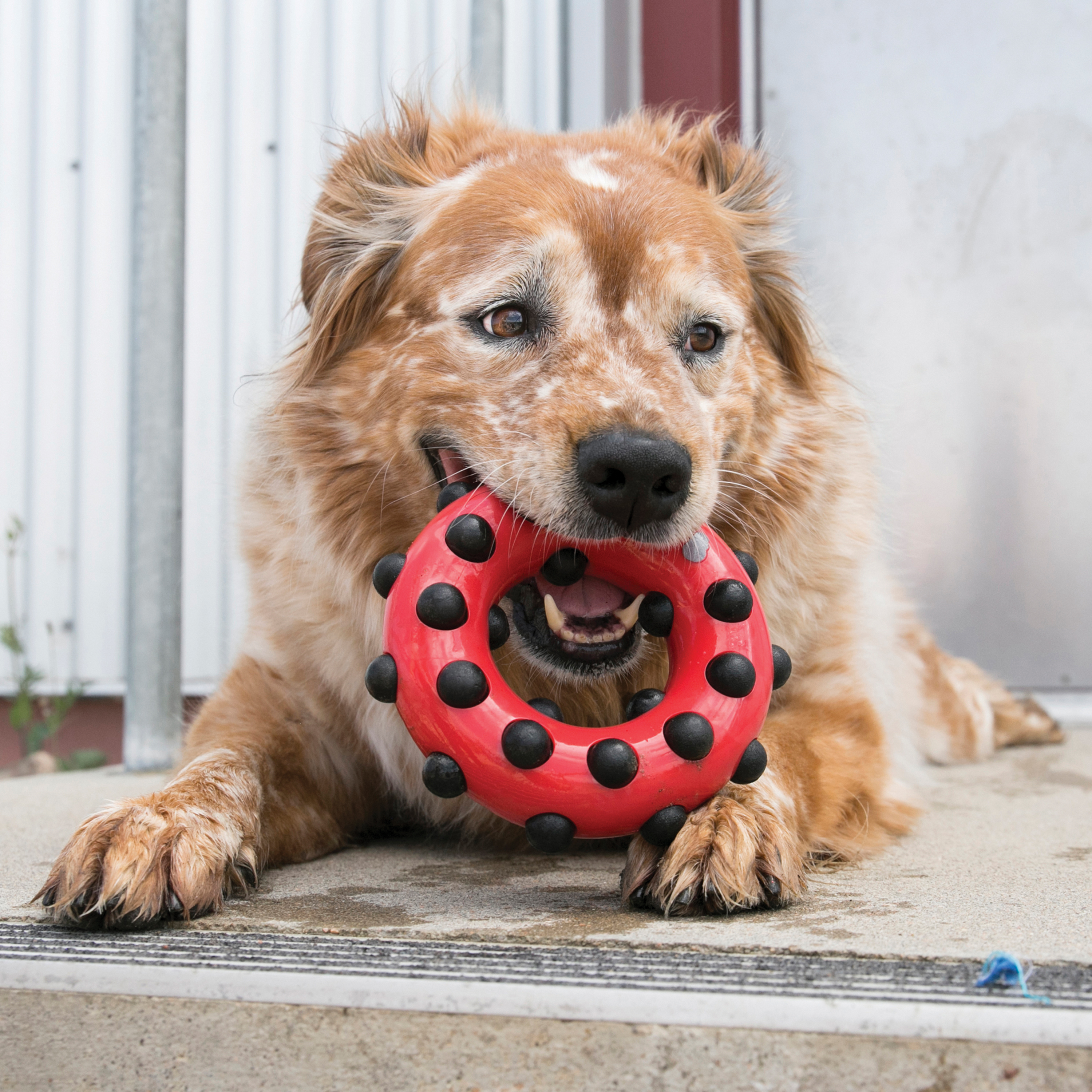 Round kong hot sale dog toy