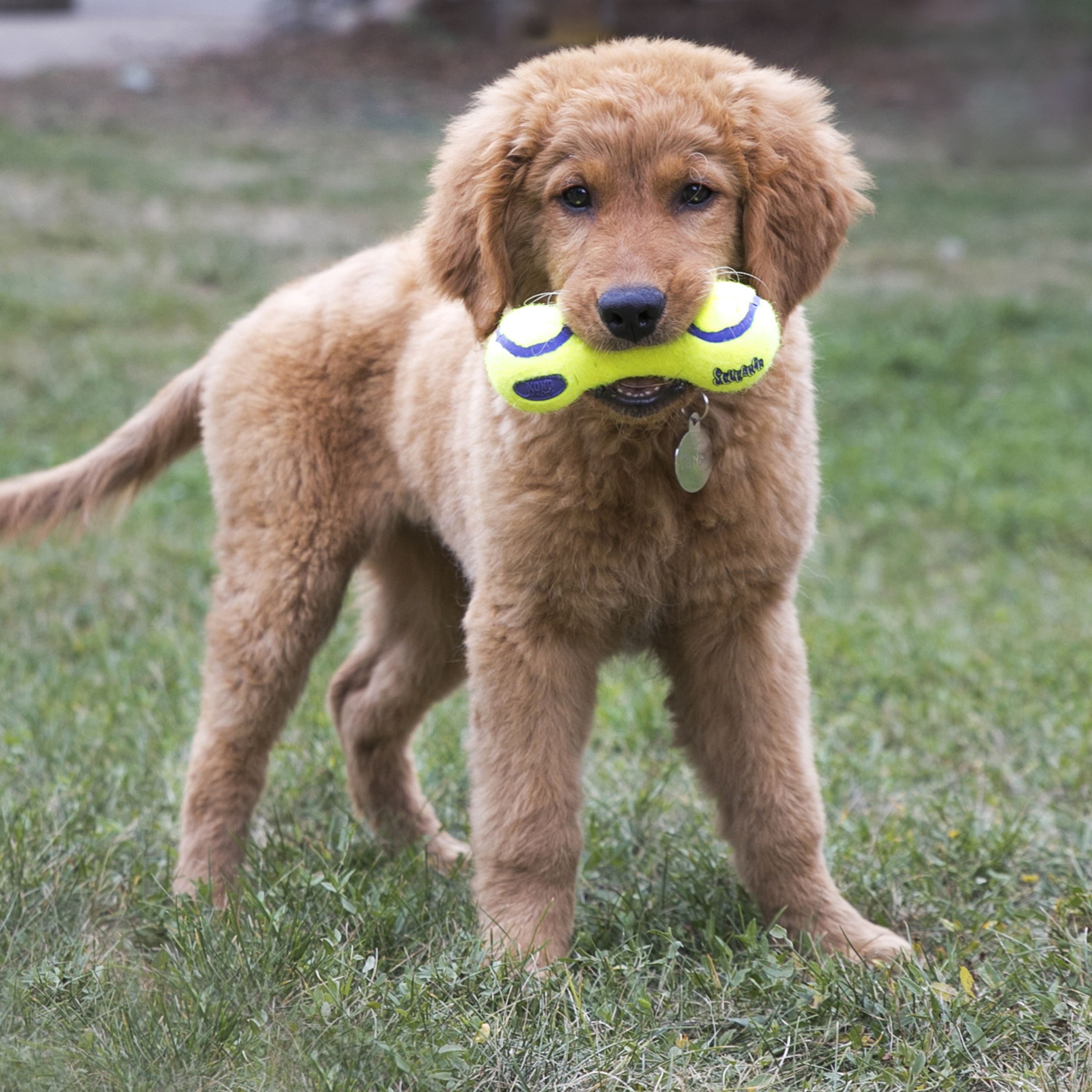 AirDog Squeaker Dumbbell életmód termékkép